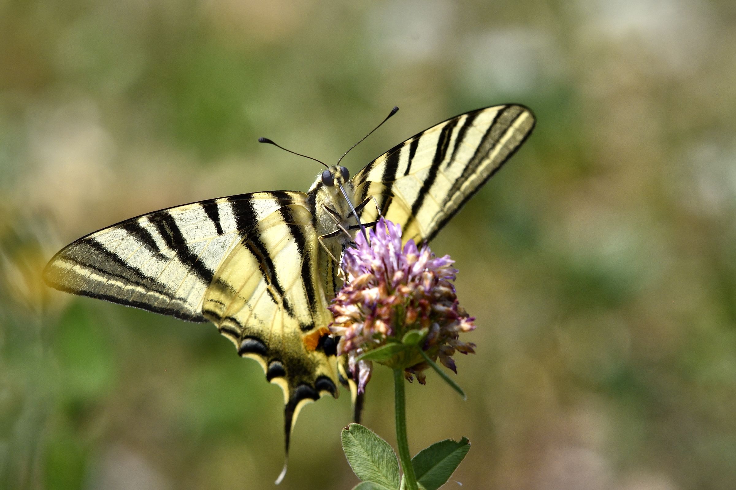 Swallowtail