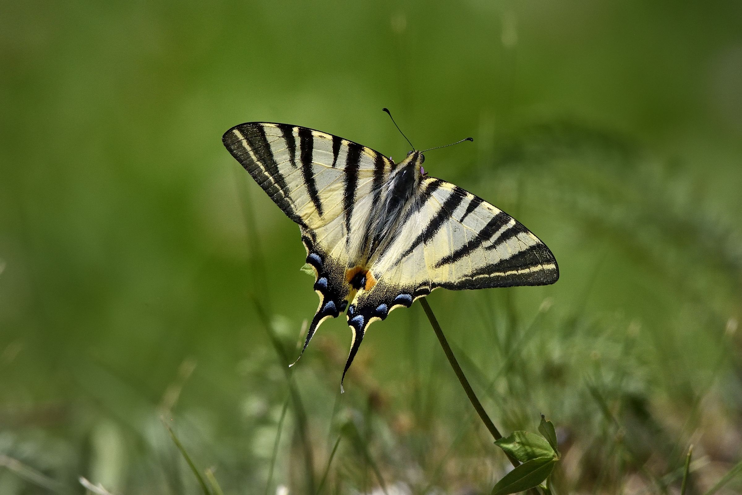 Swallowtail