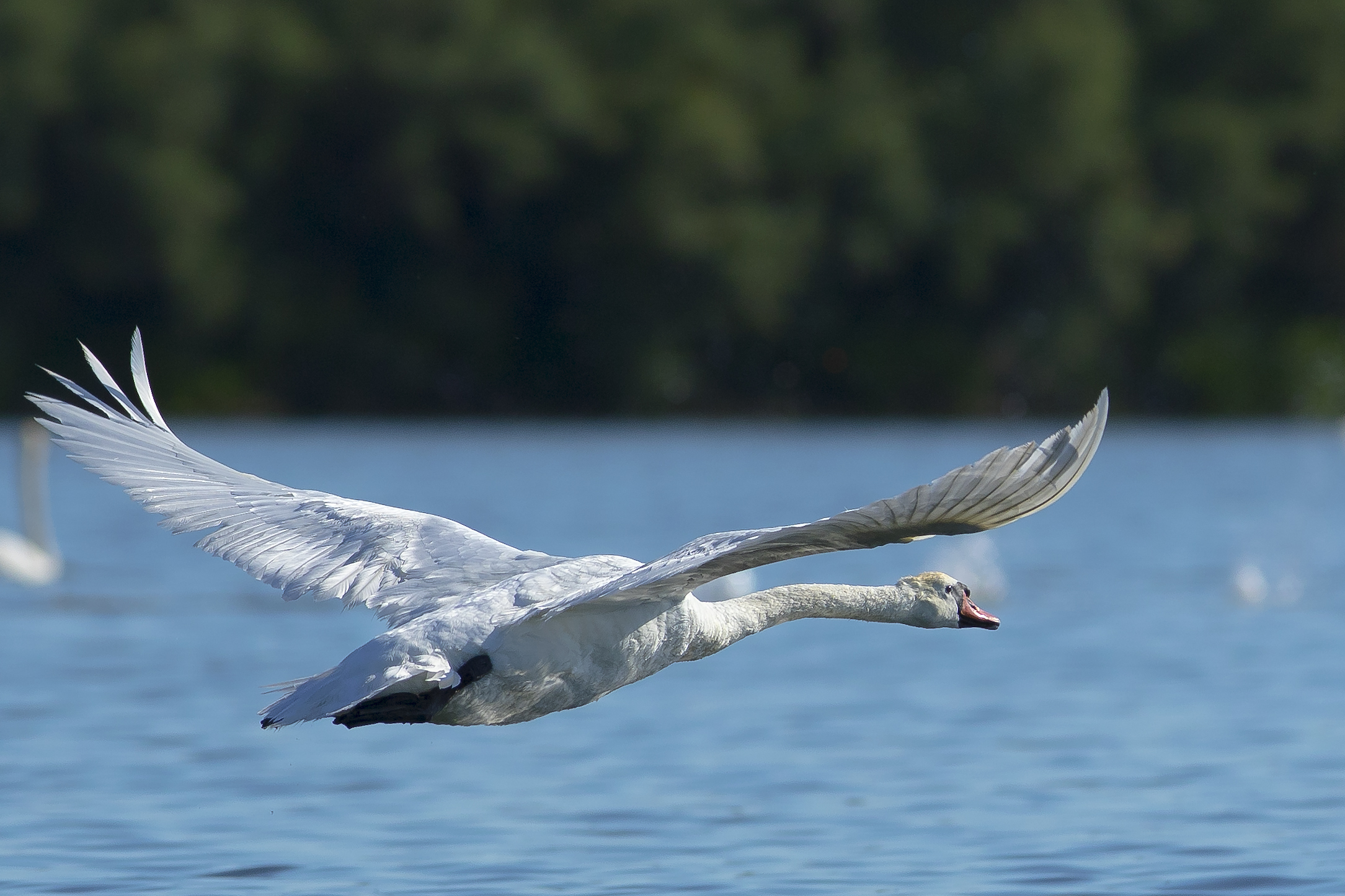 Wild Swan in flight