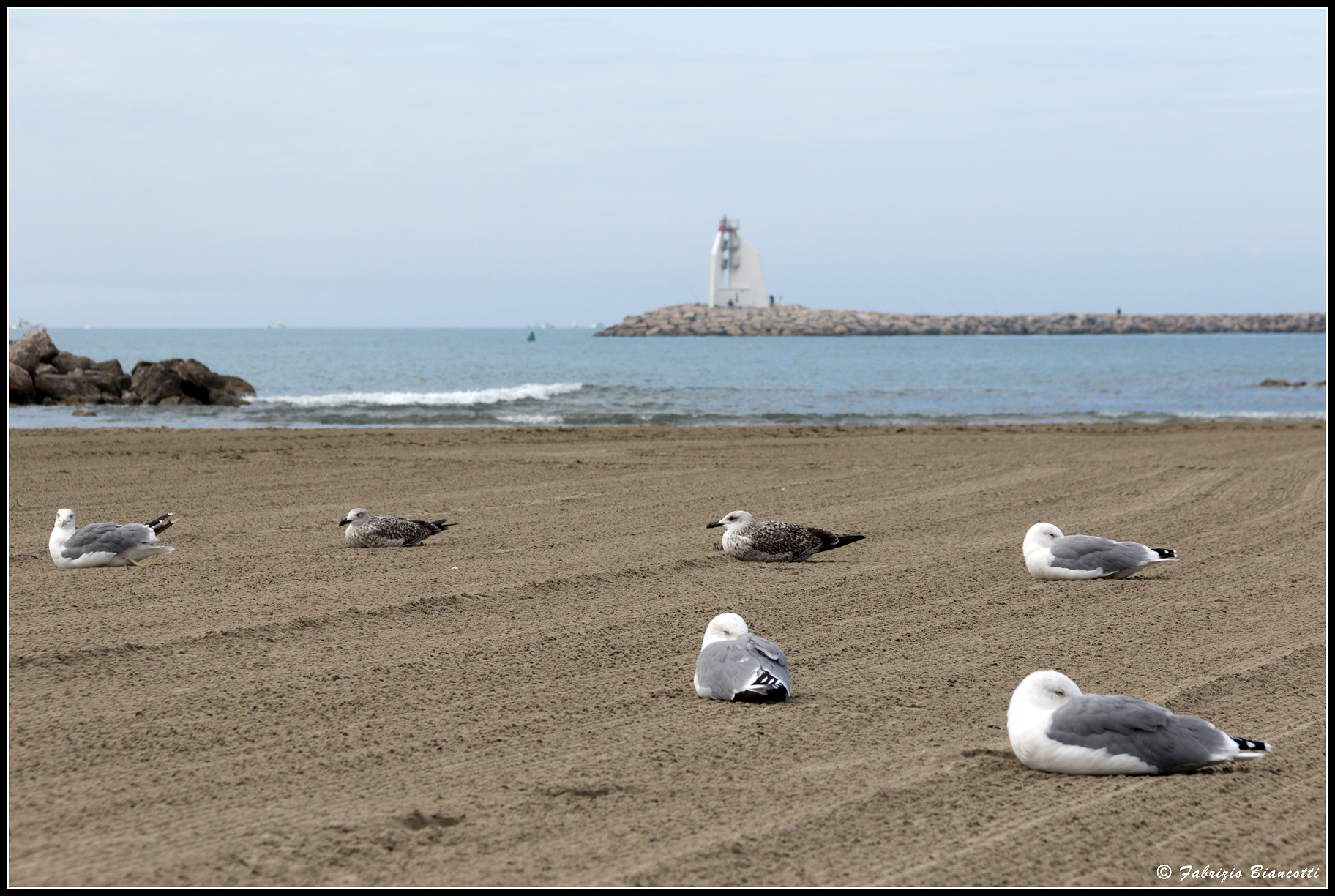 The rest of the Seagulls