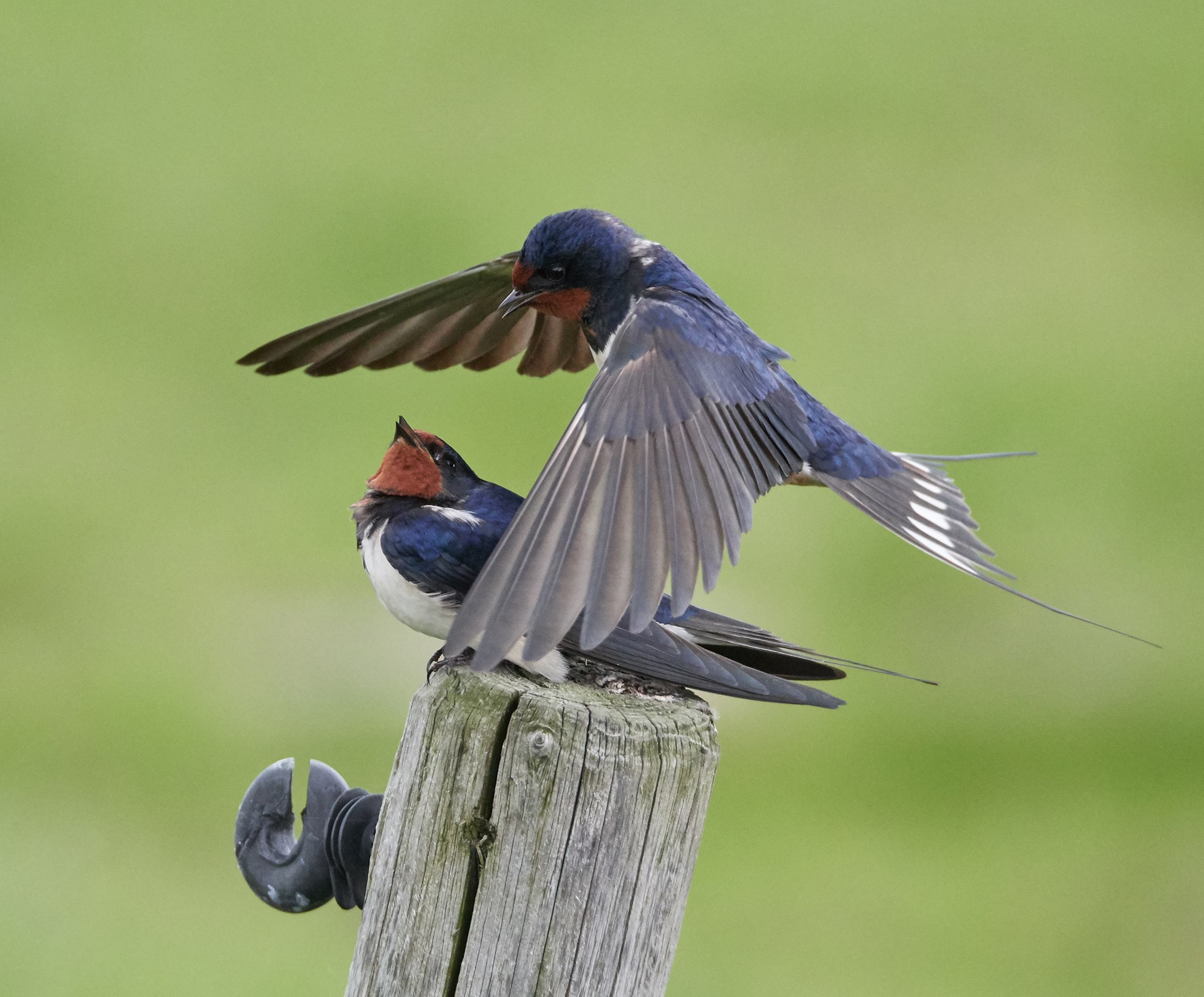 Coppie delle rondini del granaio