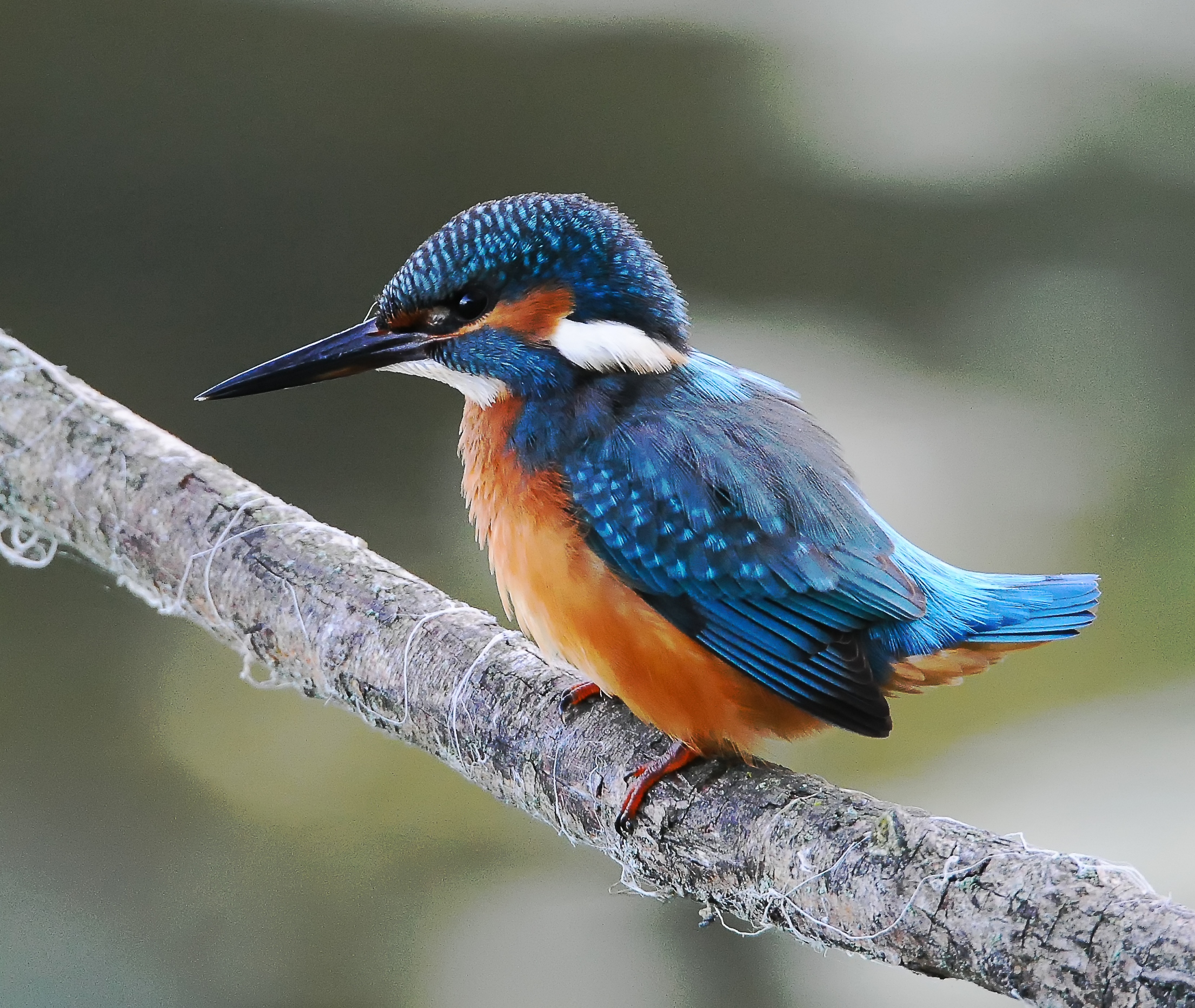 Digestione del Martin pescatore