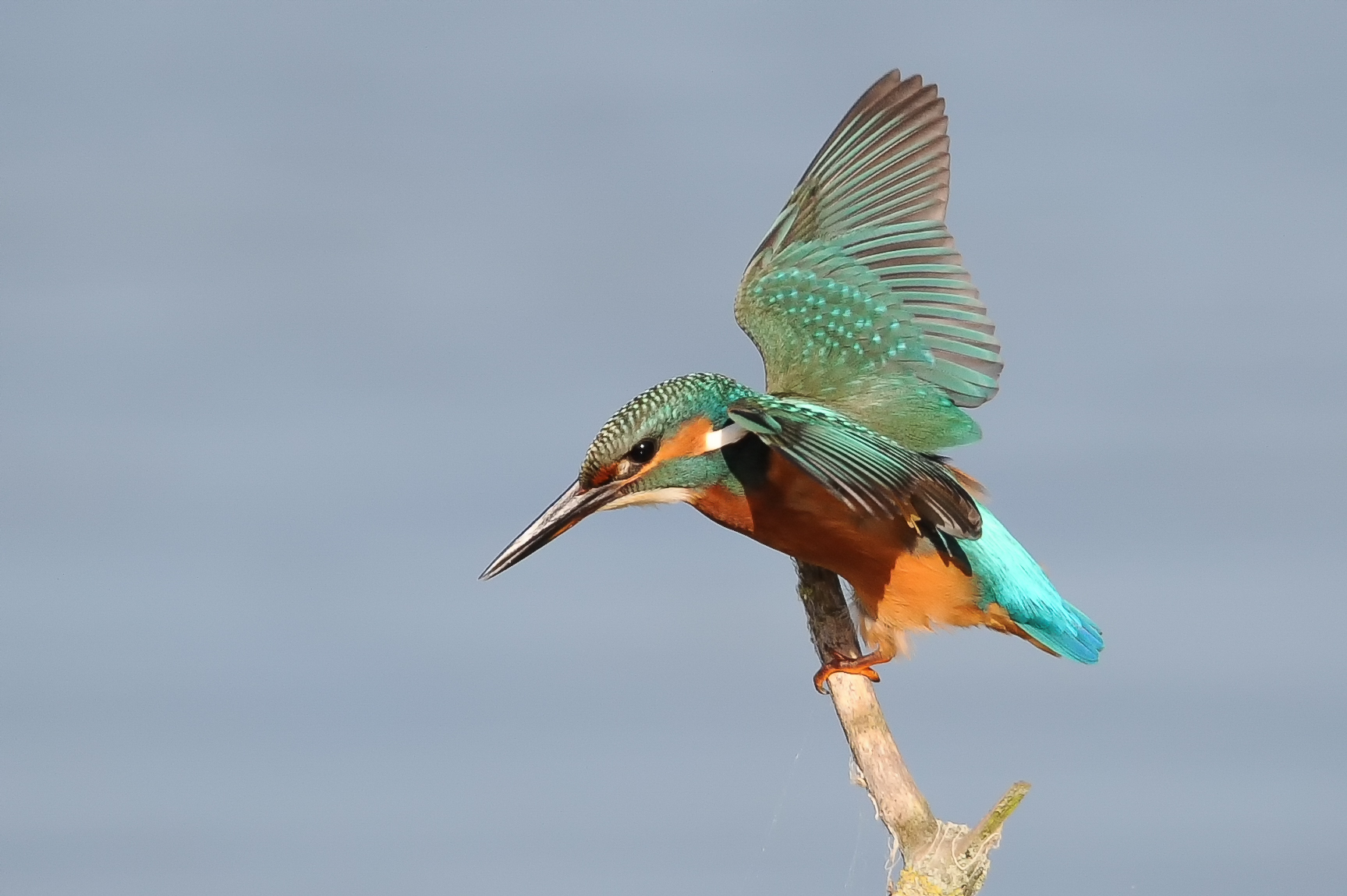 Kingfisher attendente della preda
