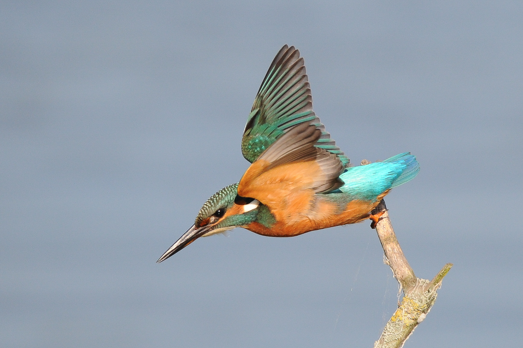 Kingfisher immersioni per prede