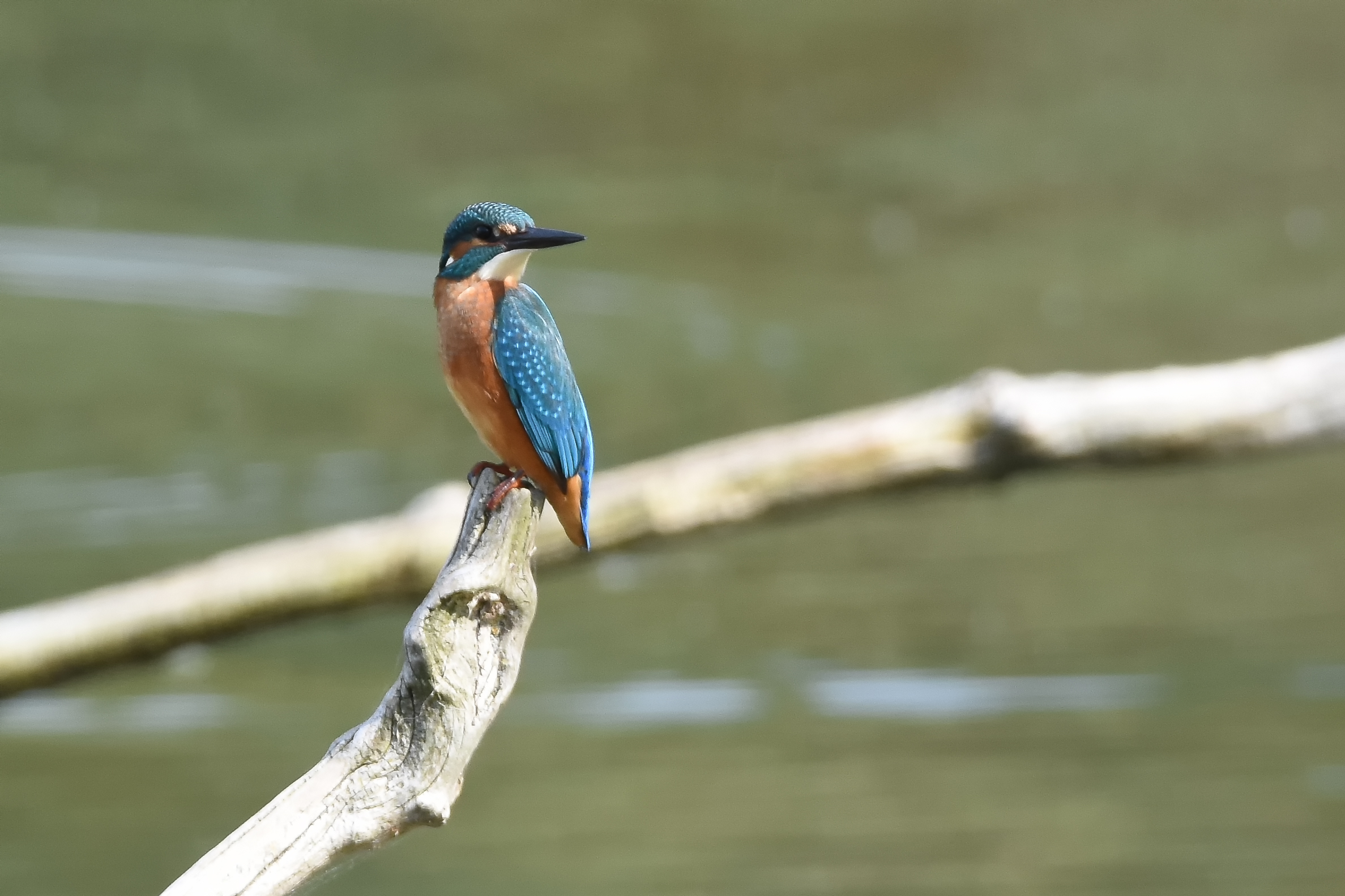 Kingfisher arroccato