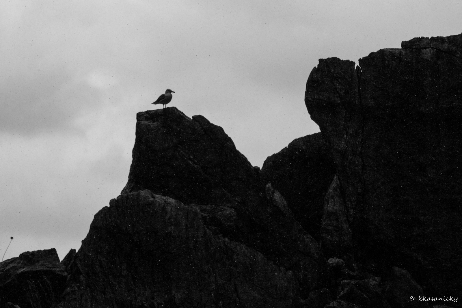 Uccello sulla roccia