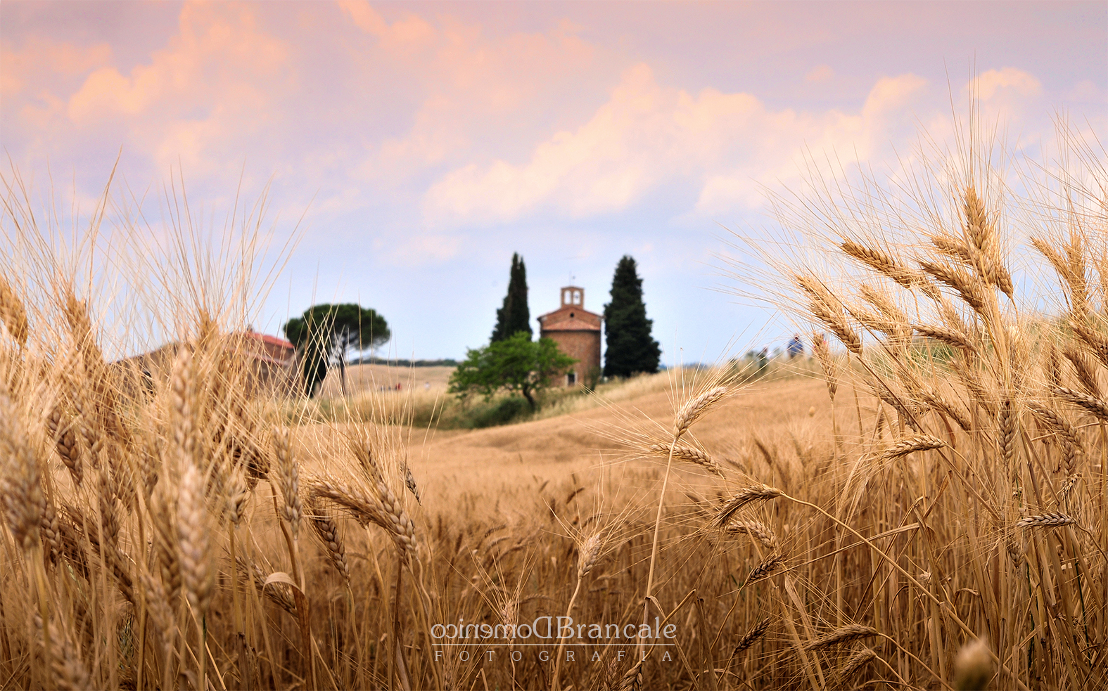 Vitality between grain and sky