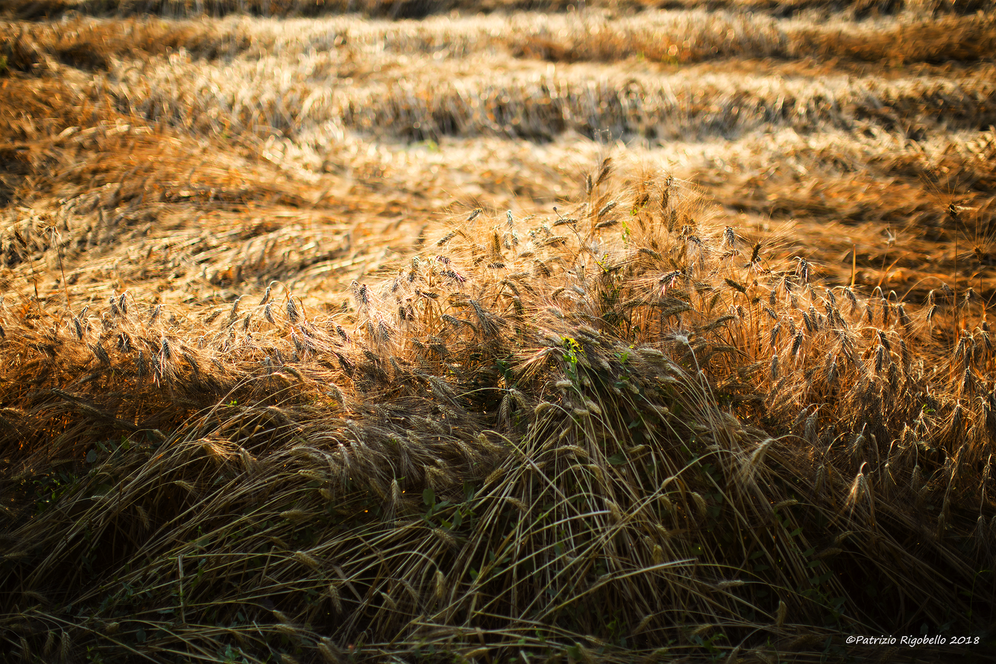 Dove è passato il sorriso del vento