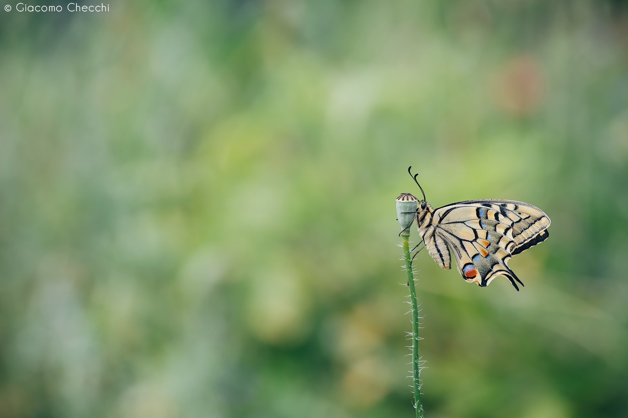 Papilio machaon