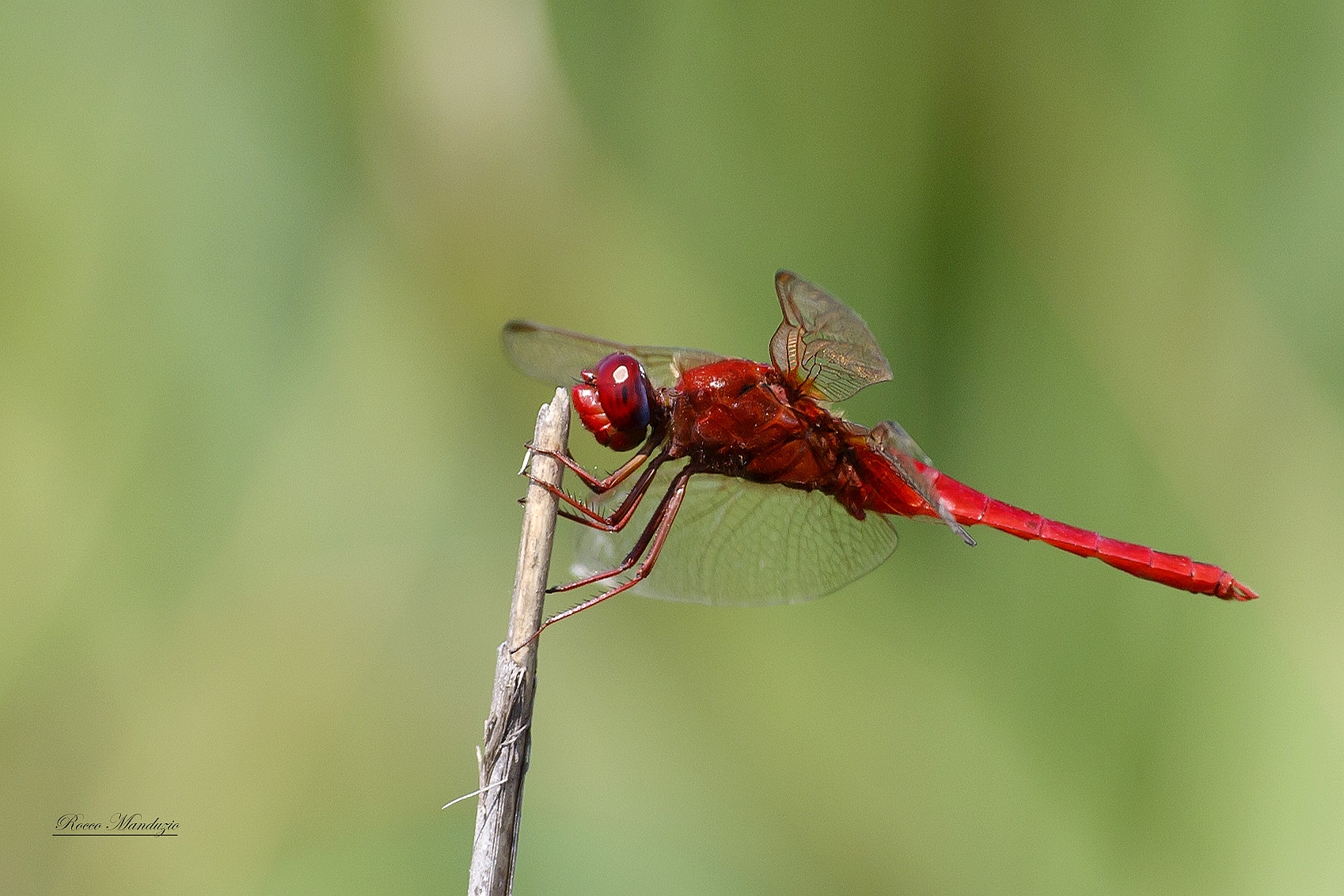 libellula in posa