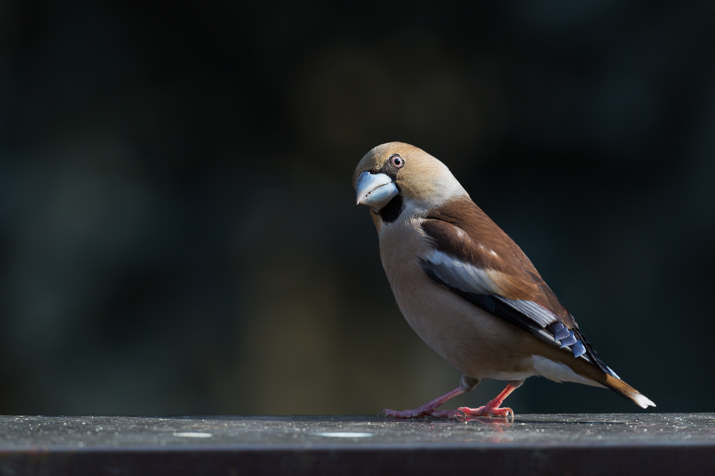 Hawfinch.