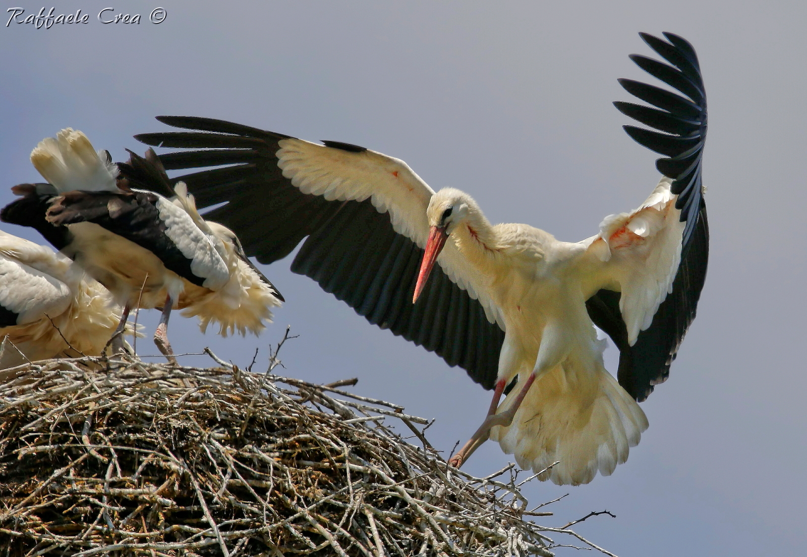 Stork: Arrival at the nest