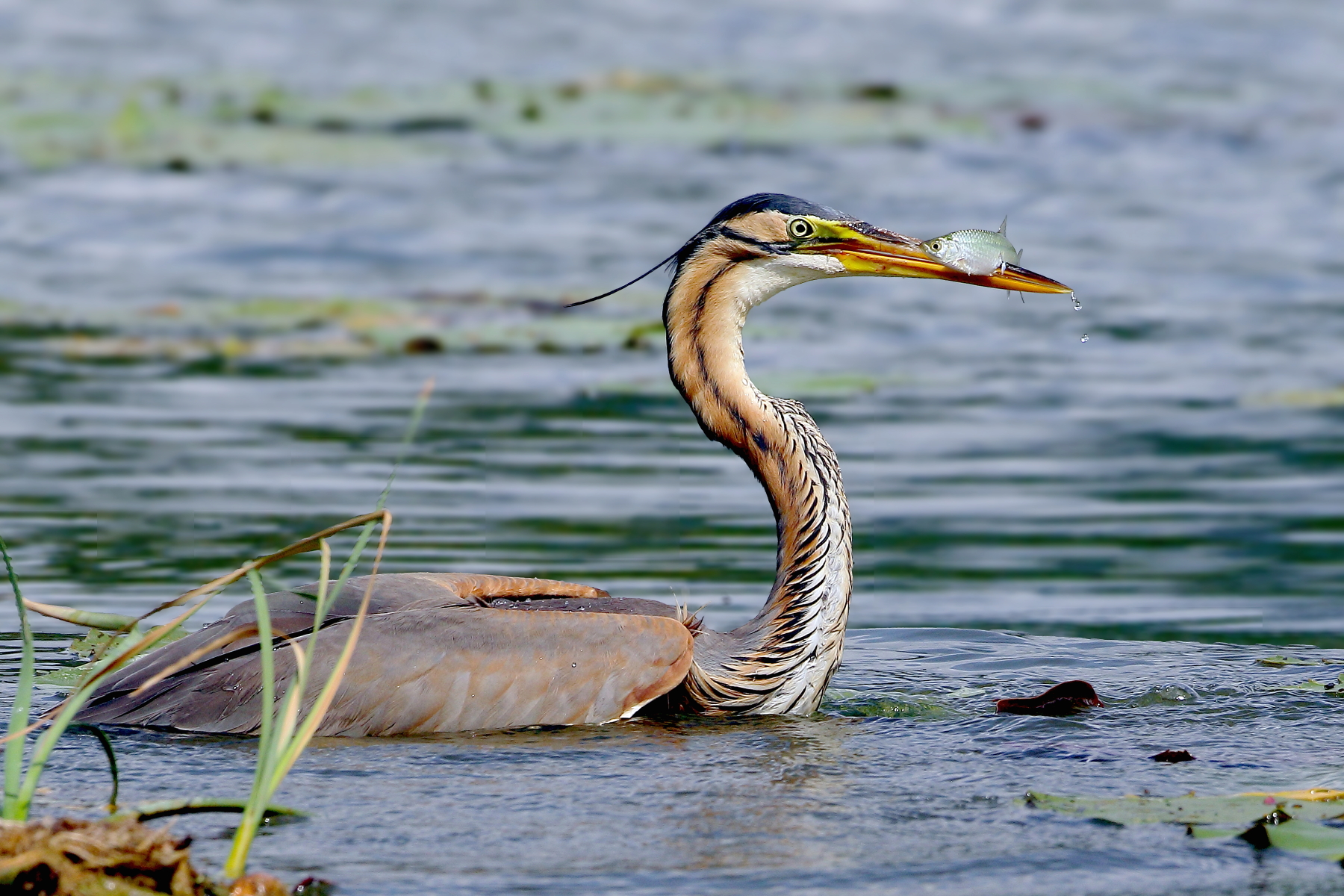 Contrasto di sguardi.