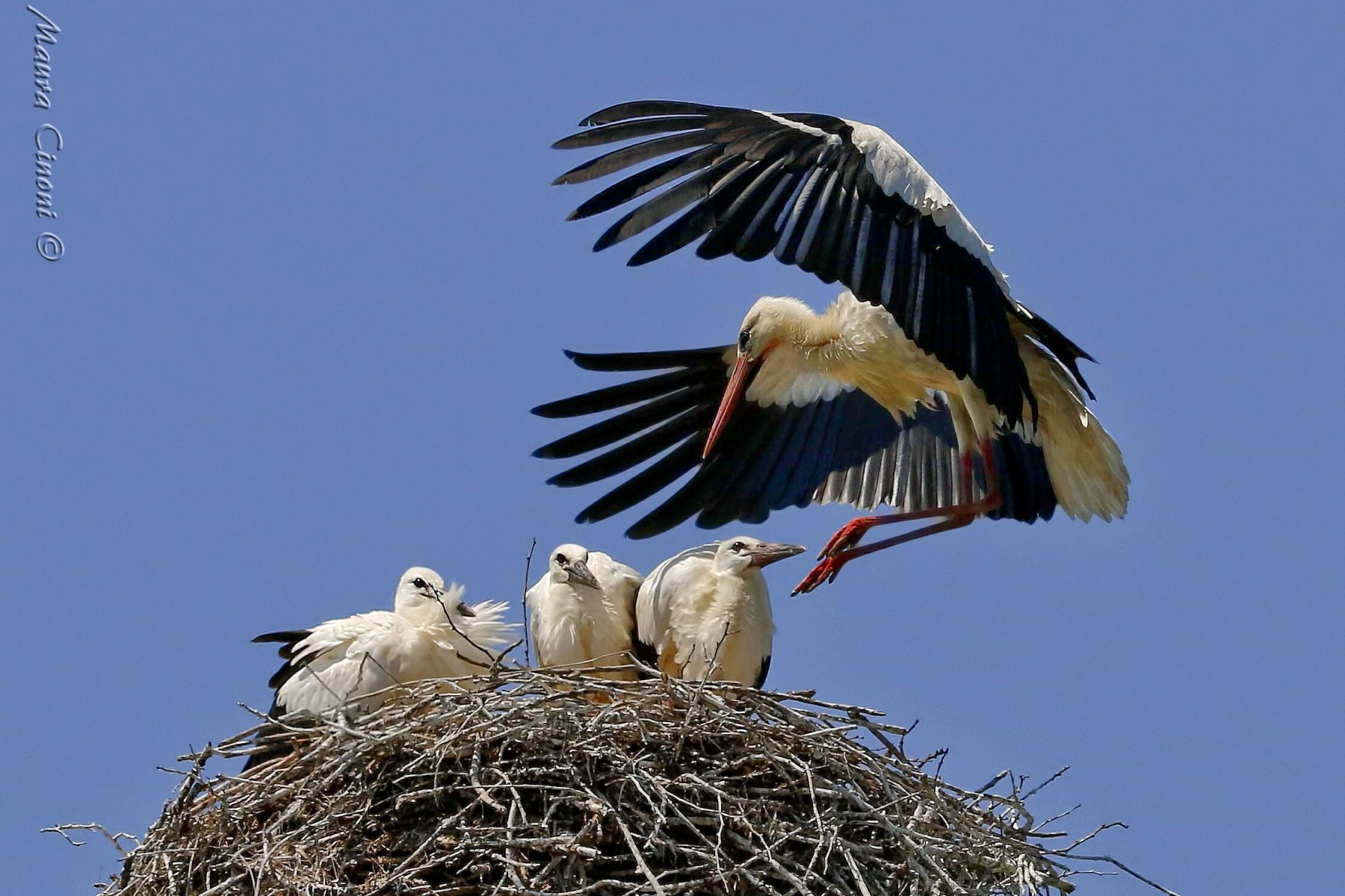 Cicogna al nido