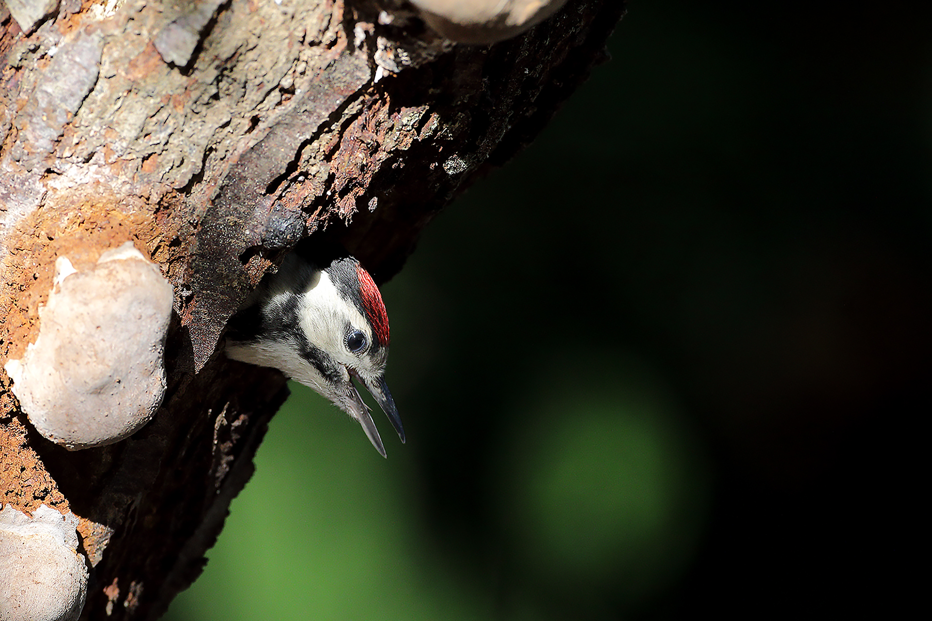 Young Red Woodpecker