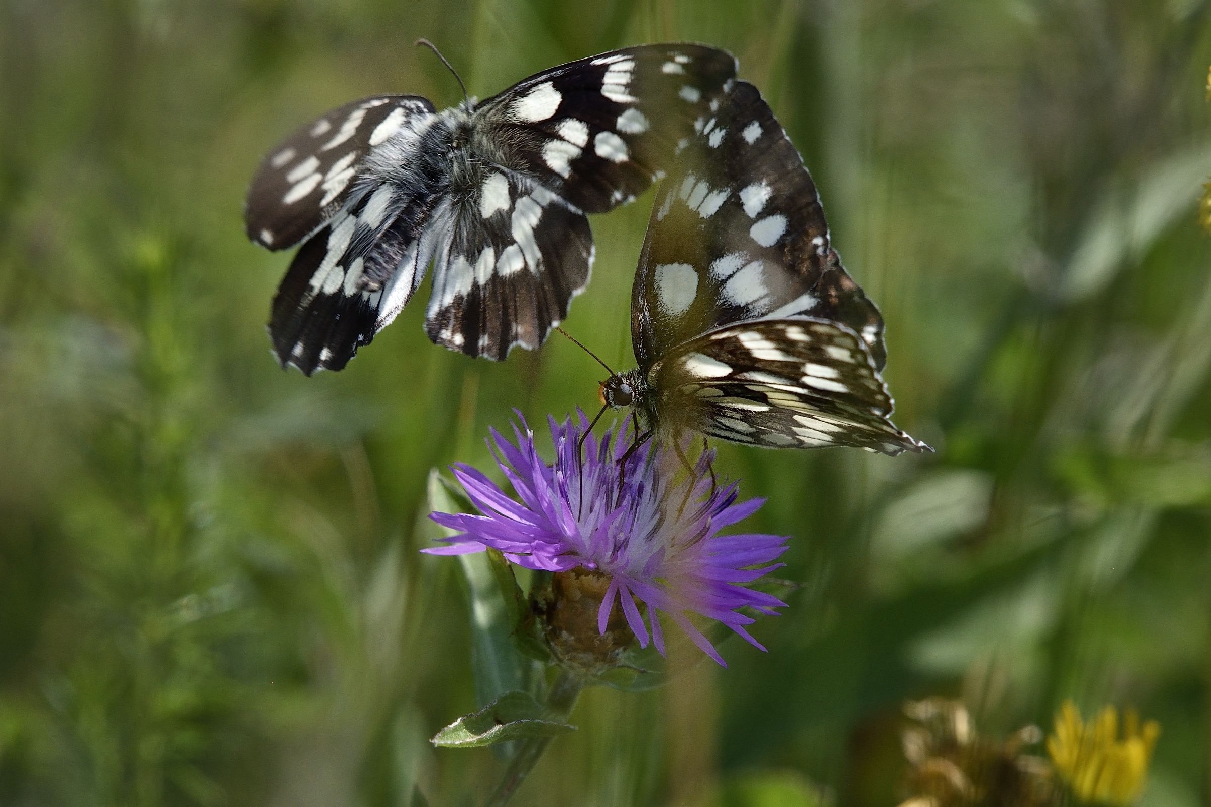 dispute territoriali...