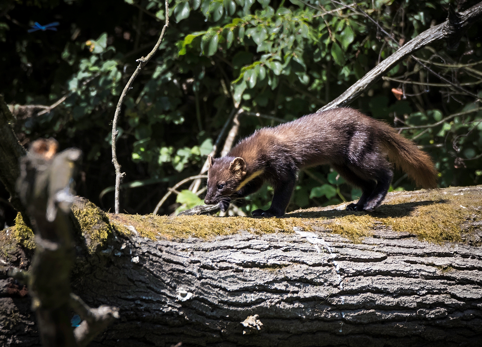 Martora....il ritorno. ....