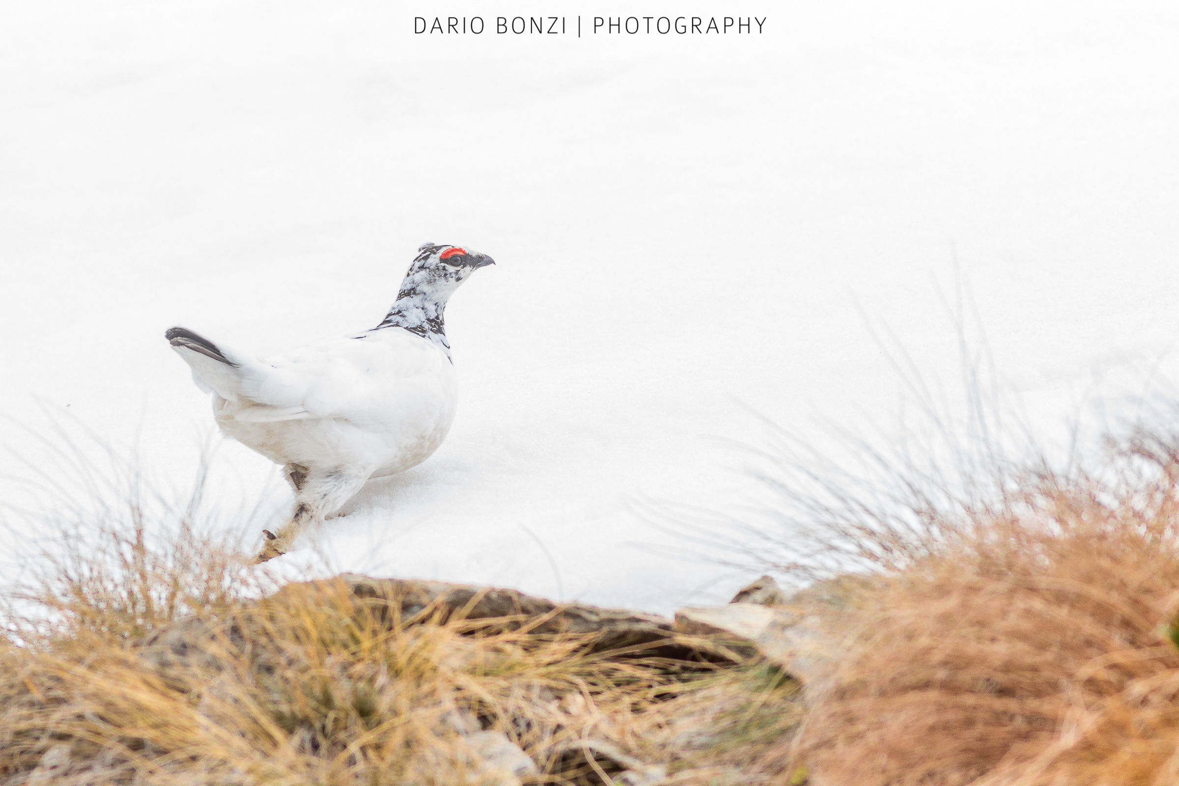 White Partridge