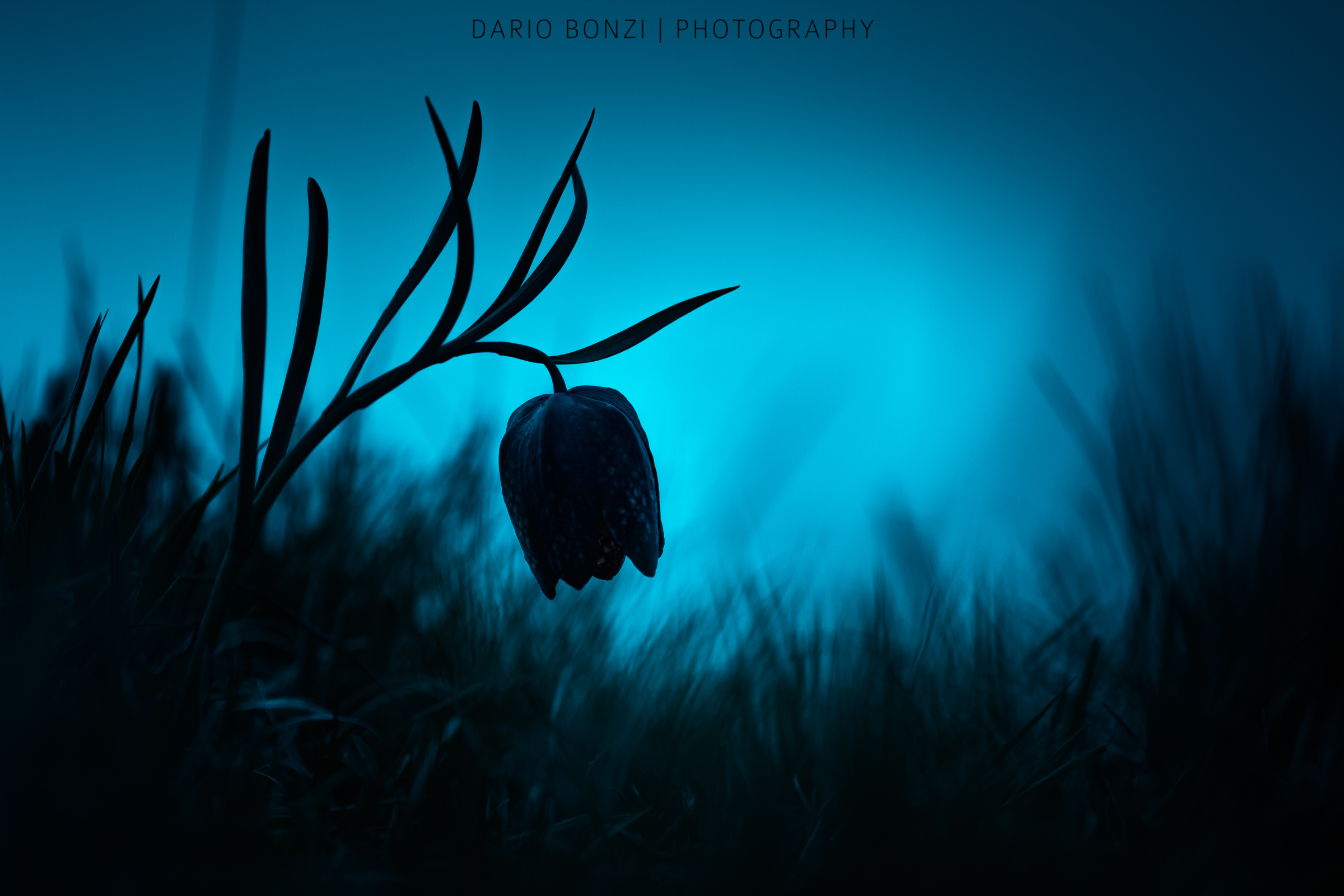 Shadows of the Evening