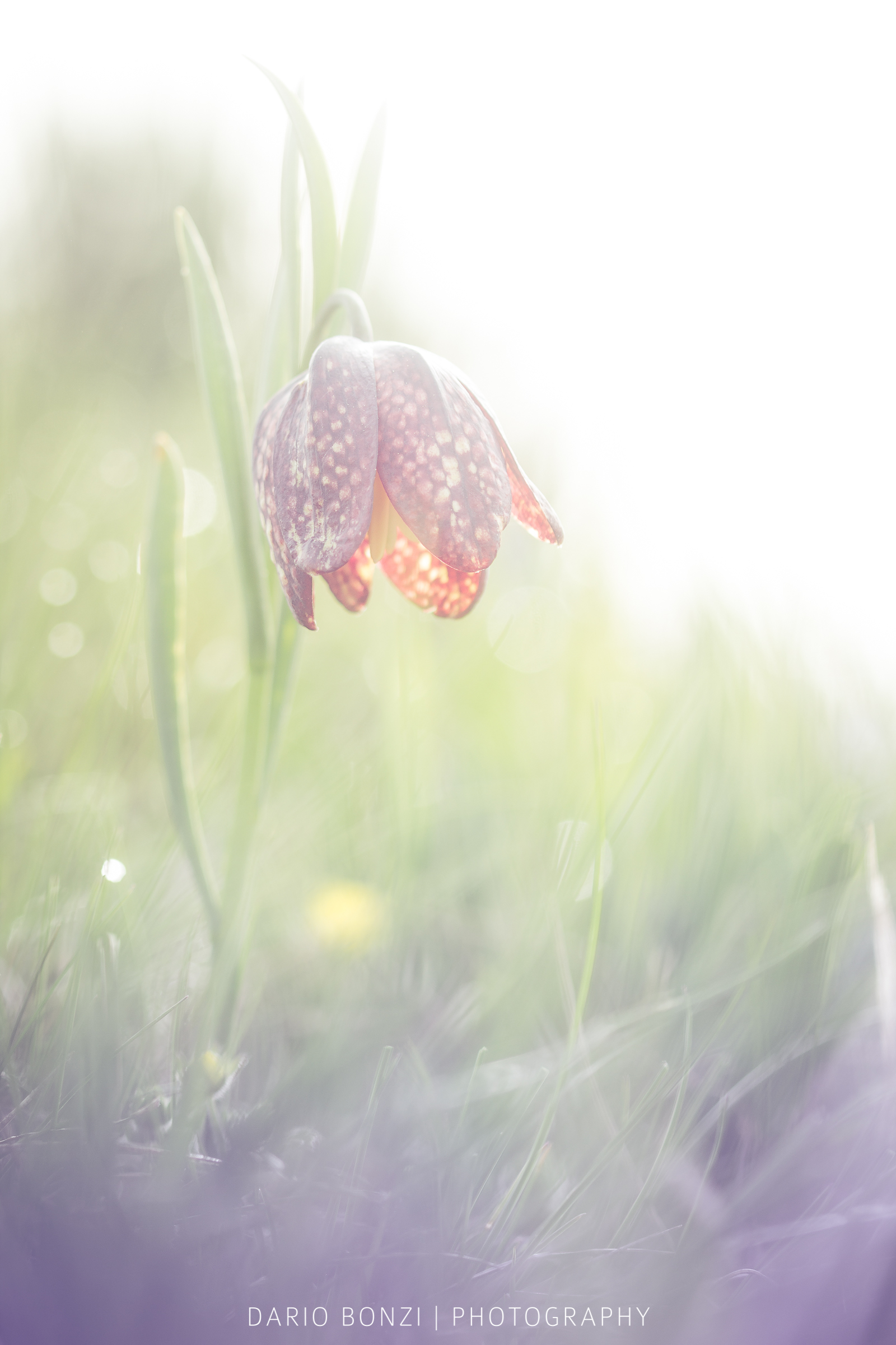 A ray of sunshine in the fog