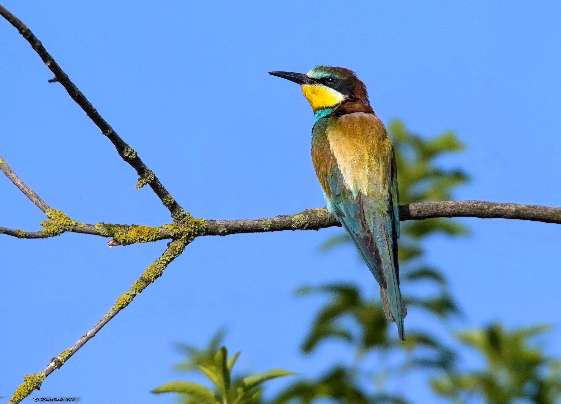 Bee-eater