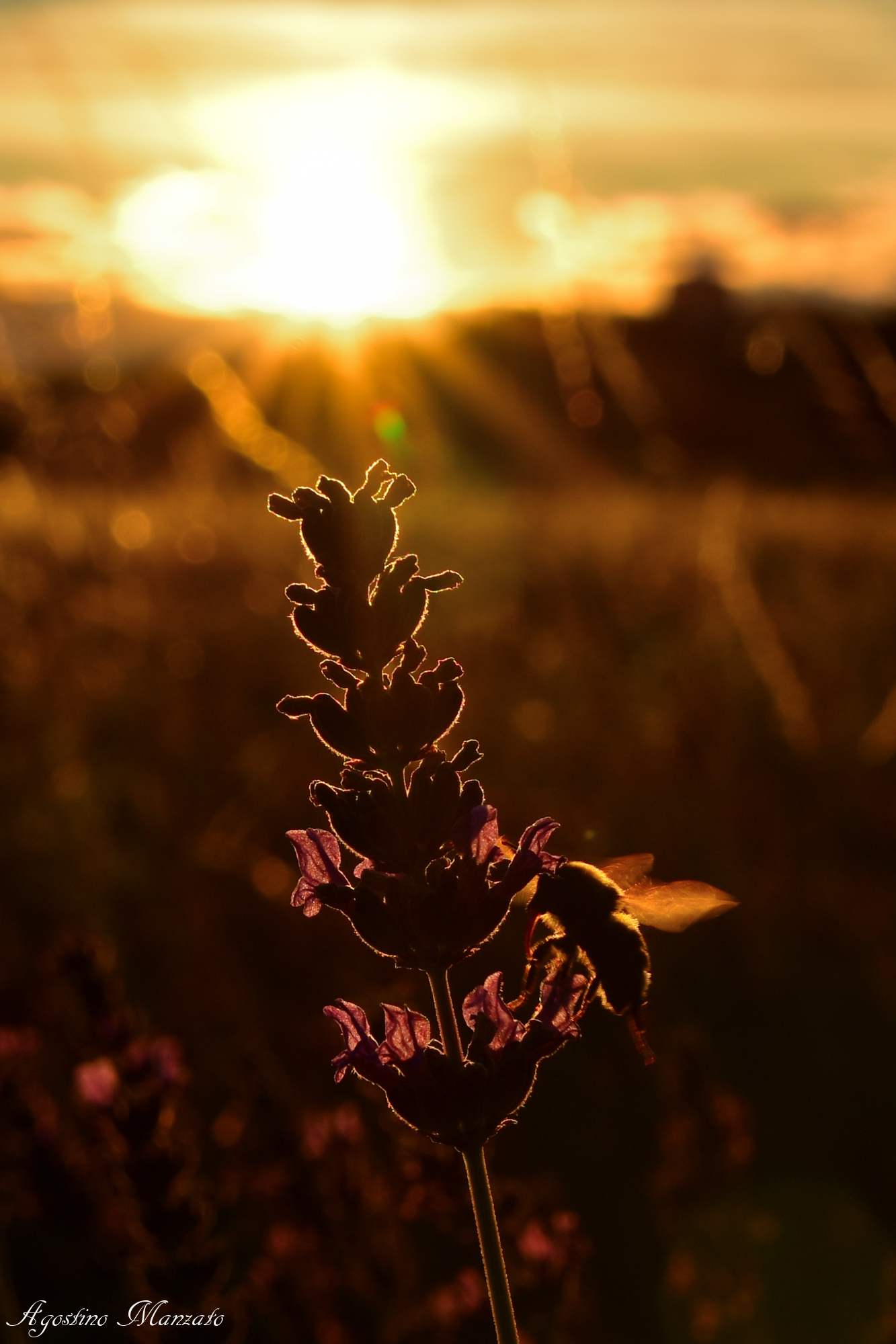 Vibrant Wings on Lavender