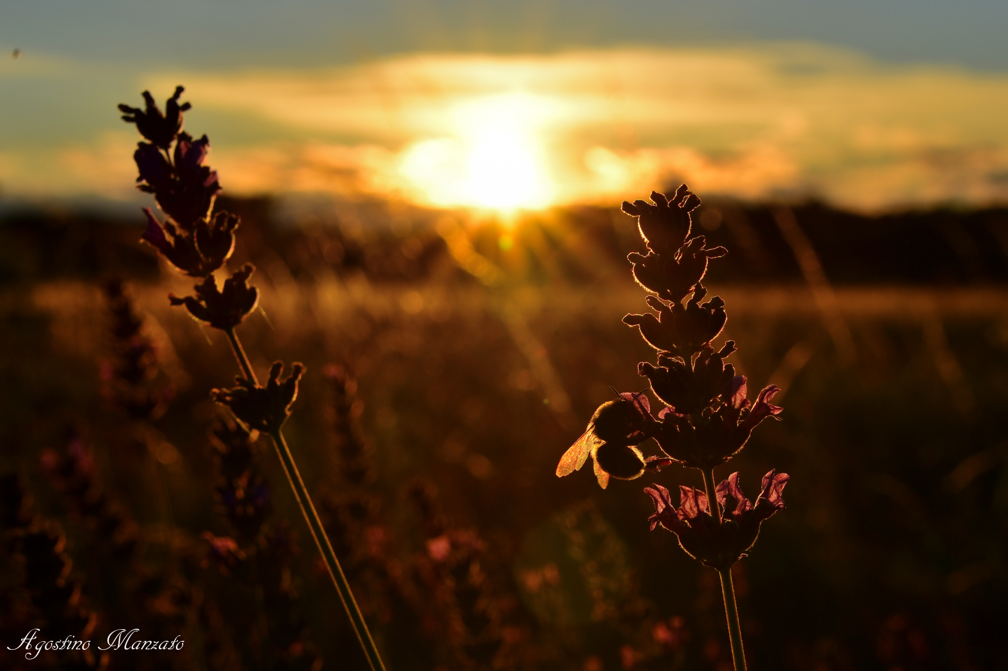 Bombo sulla lavanda al tramonto
