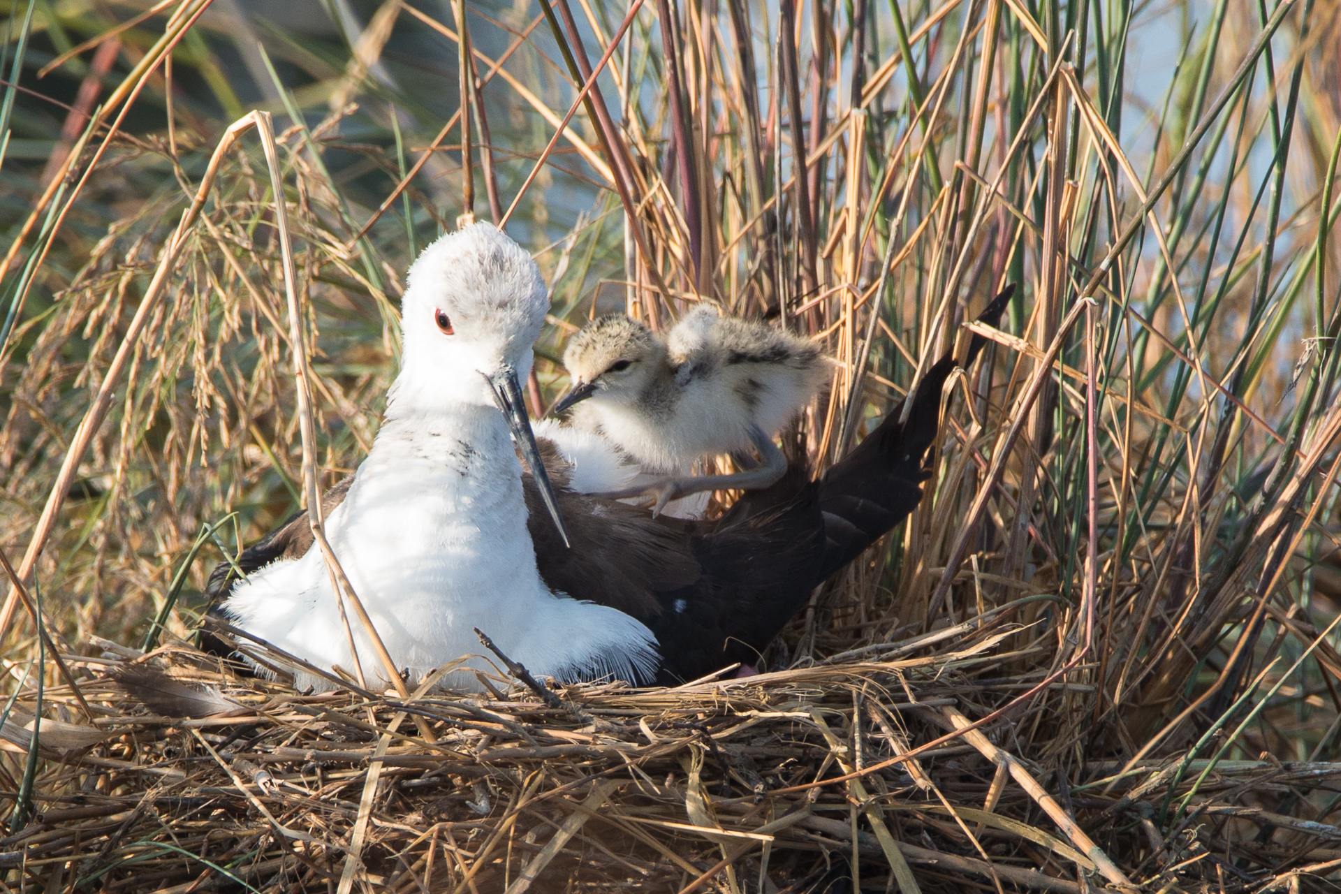 Knight of Italy with Pullo