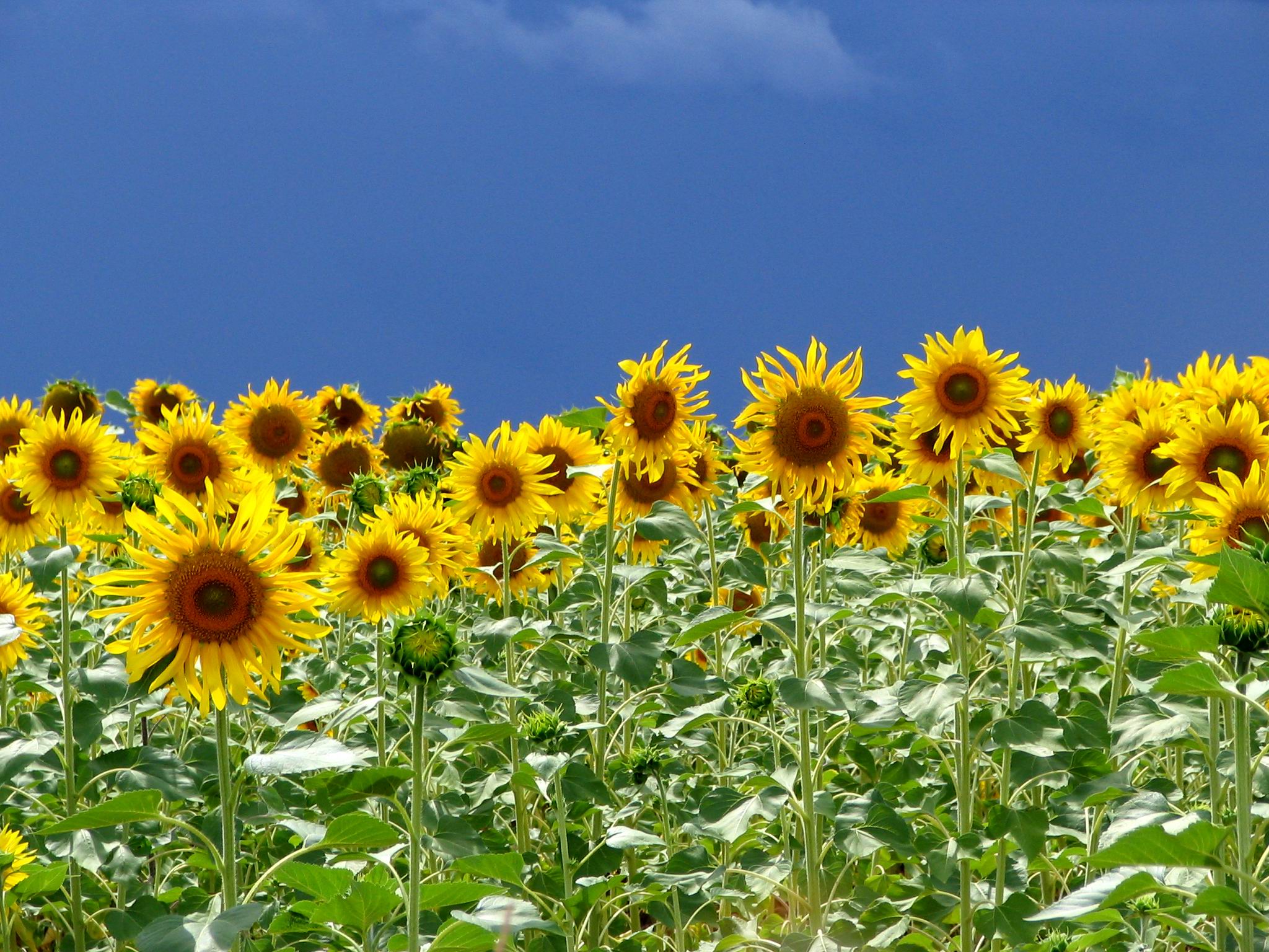 Sunflowers