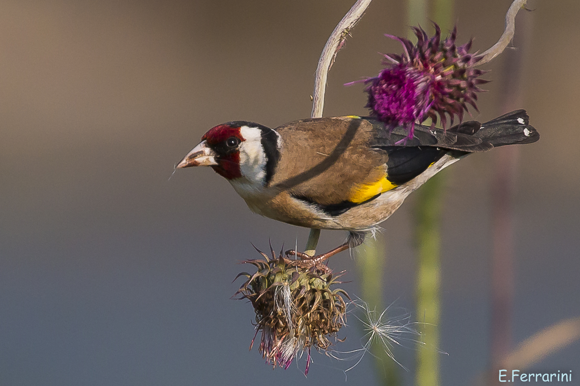 Goldfinch
