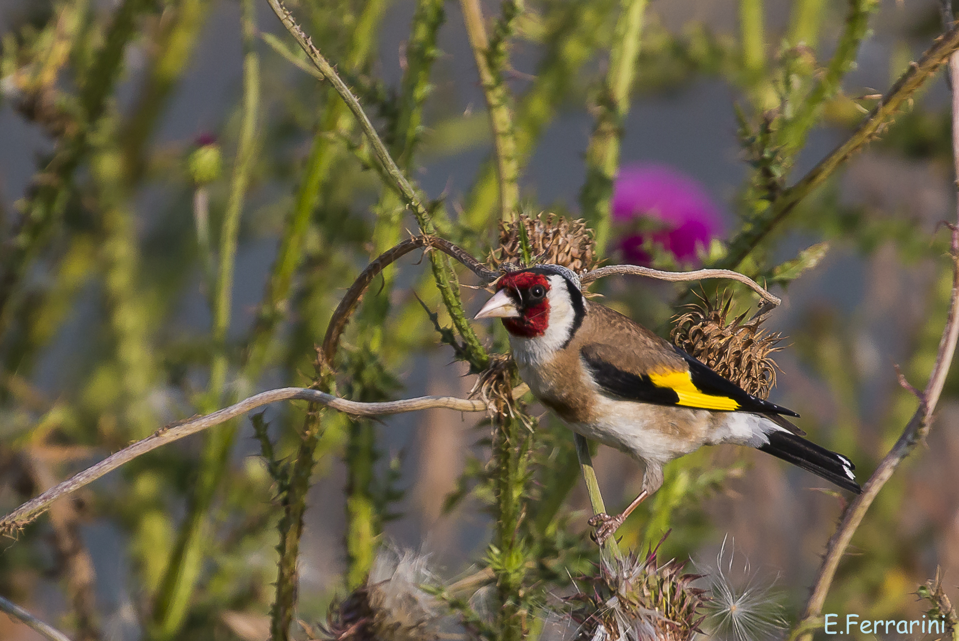 Goldfinch