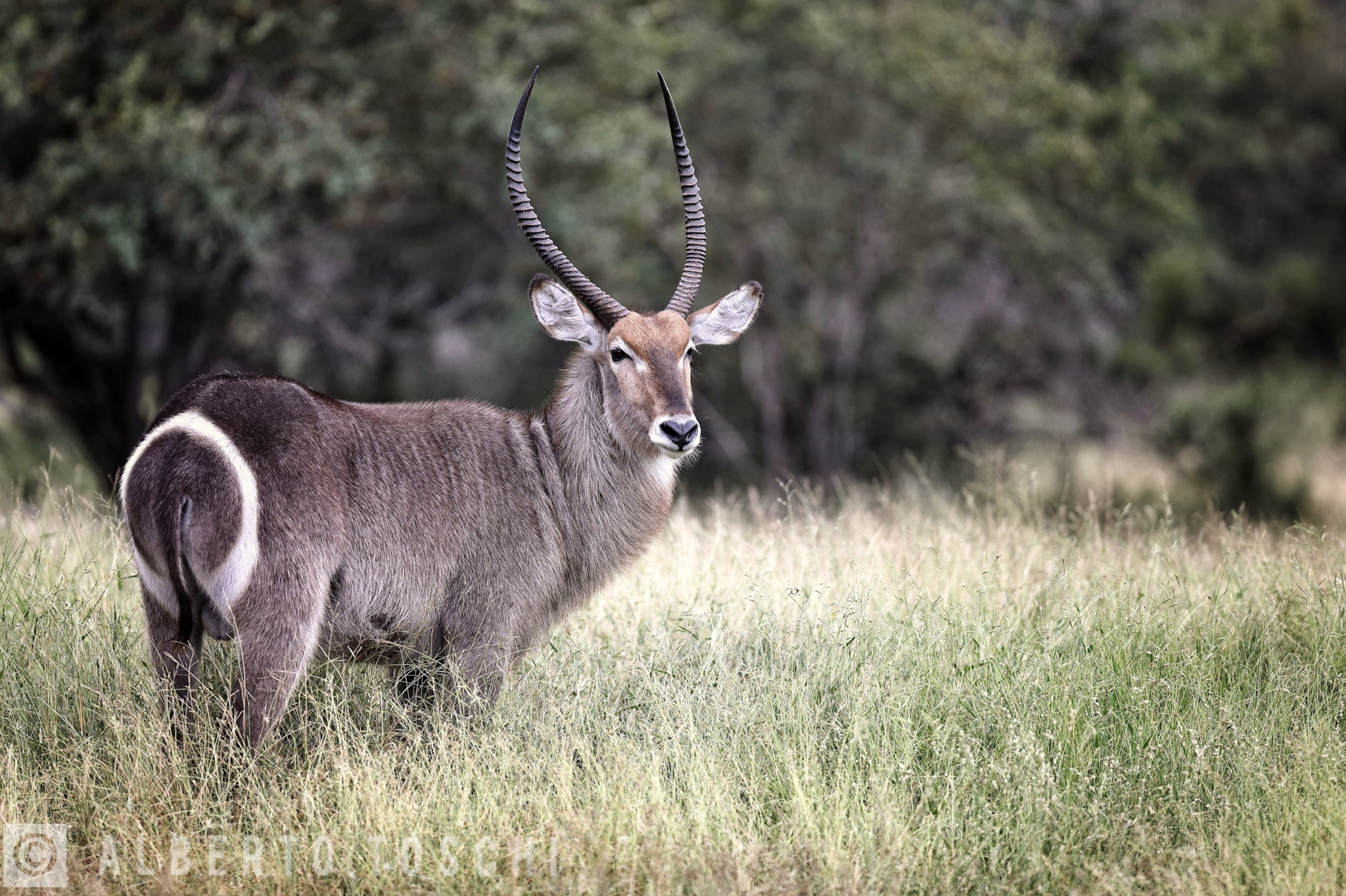 Waterbuck