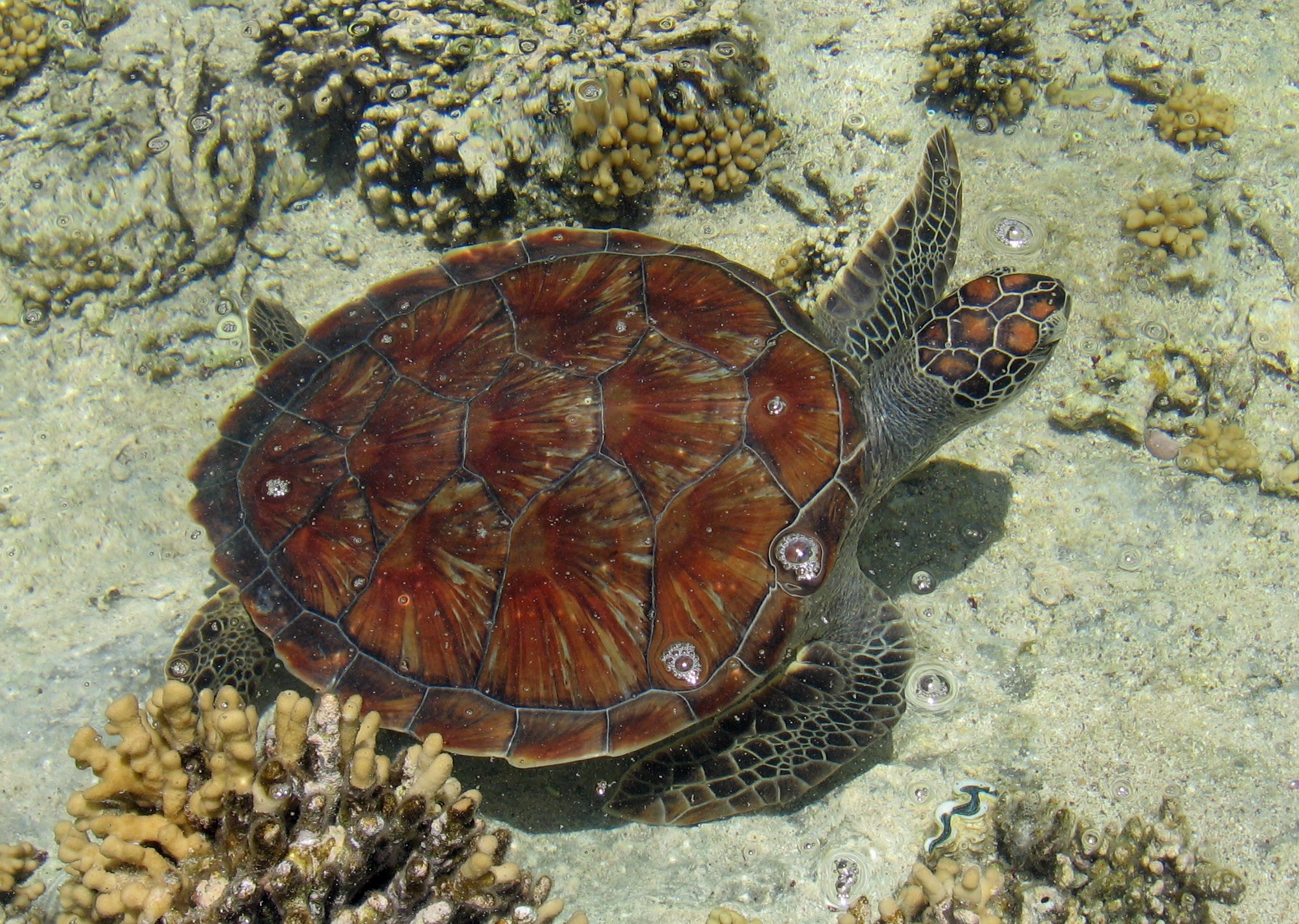 Tartaruga carretta a Marsa Alam