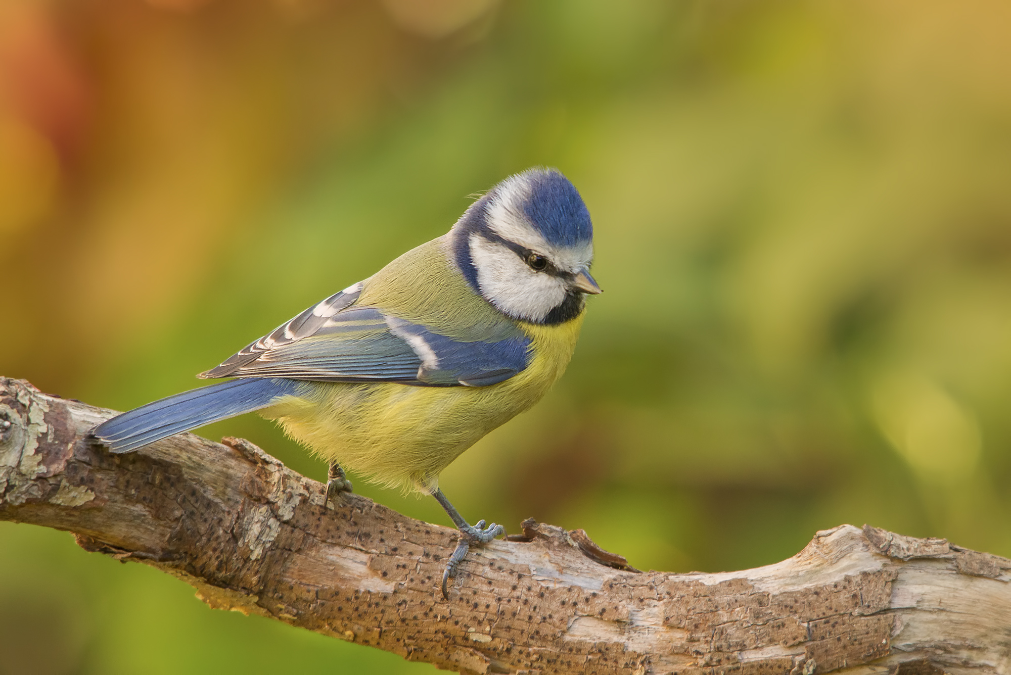 Cinciarella in colore.