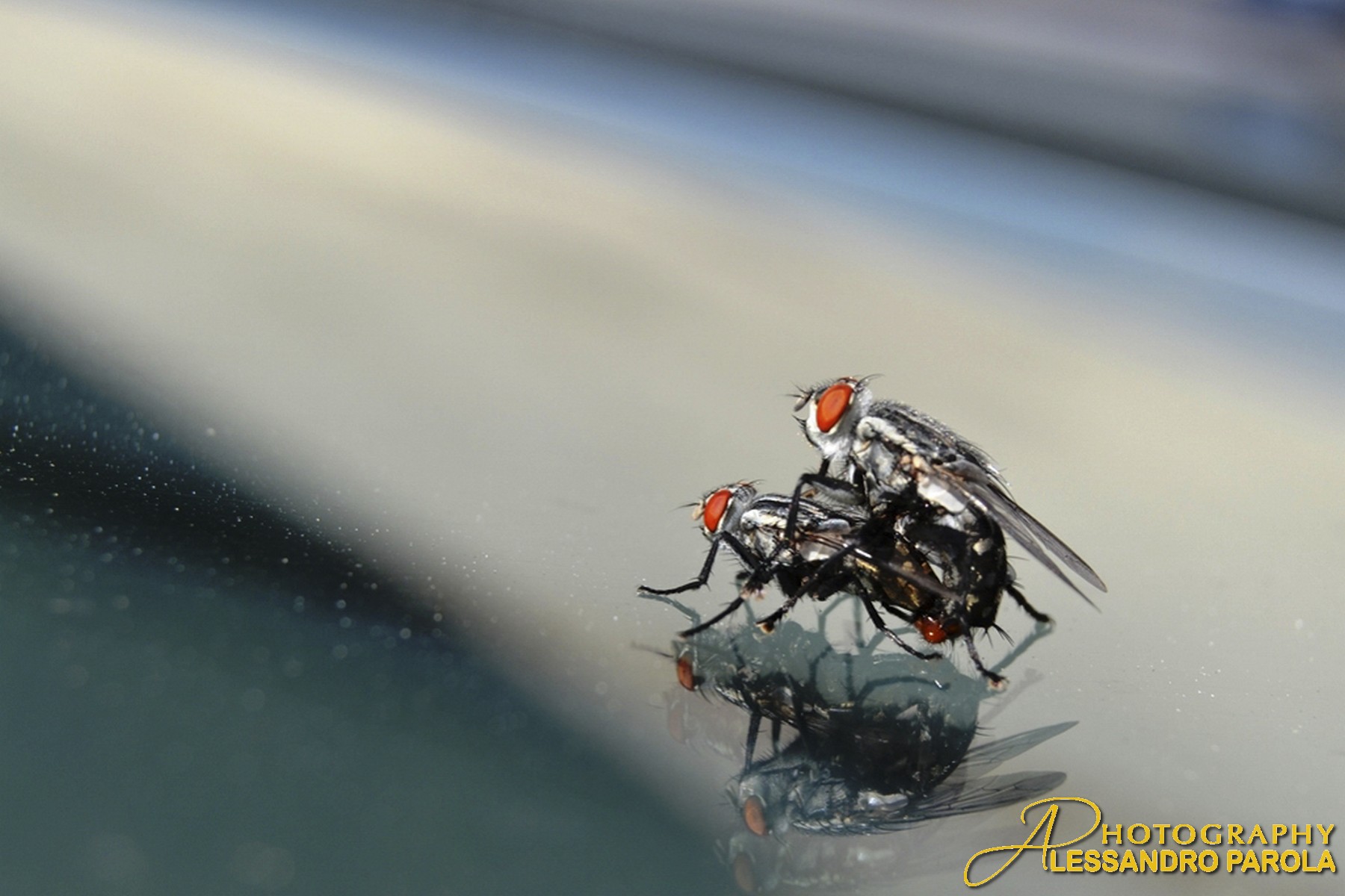 atti osceni in luogo pubblico