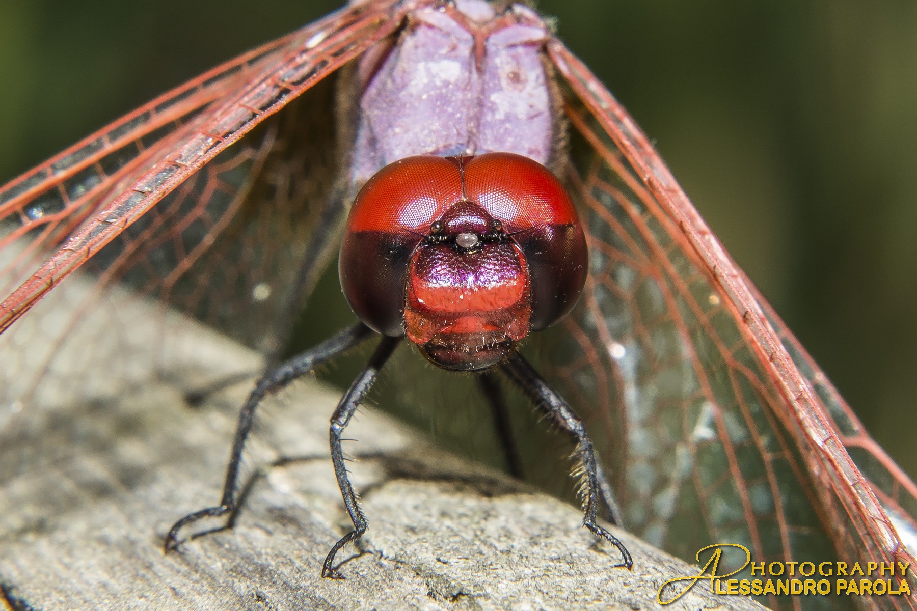 libellula in primo piano