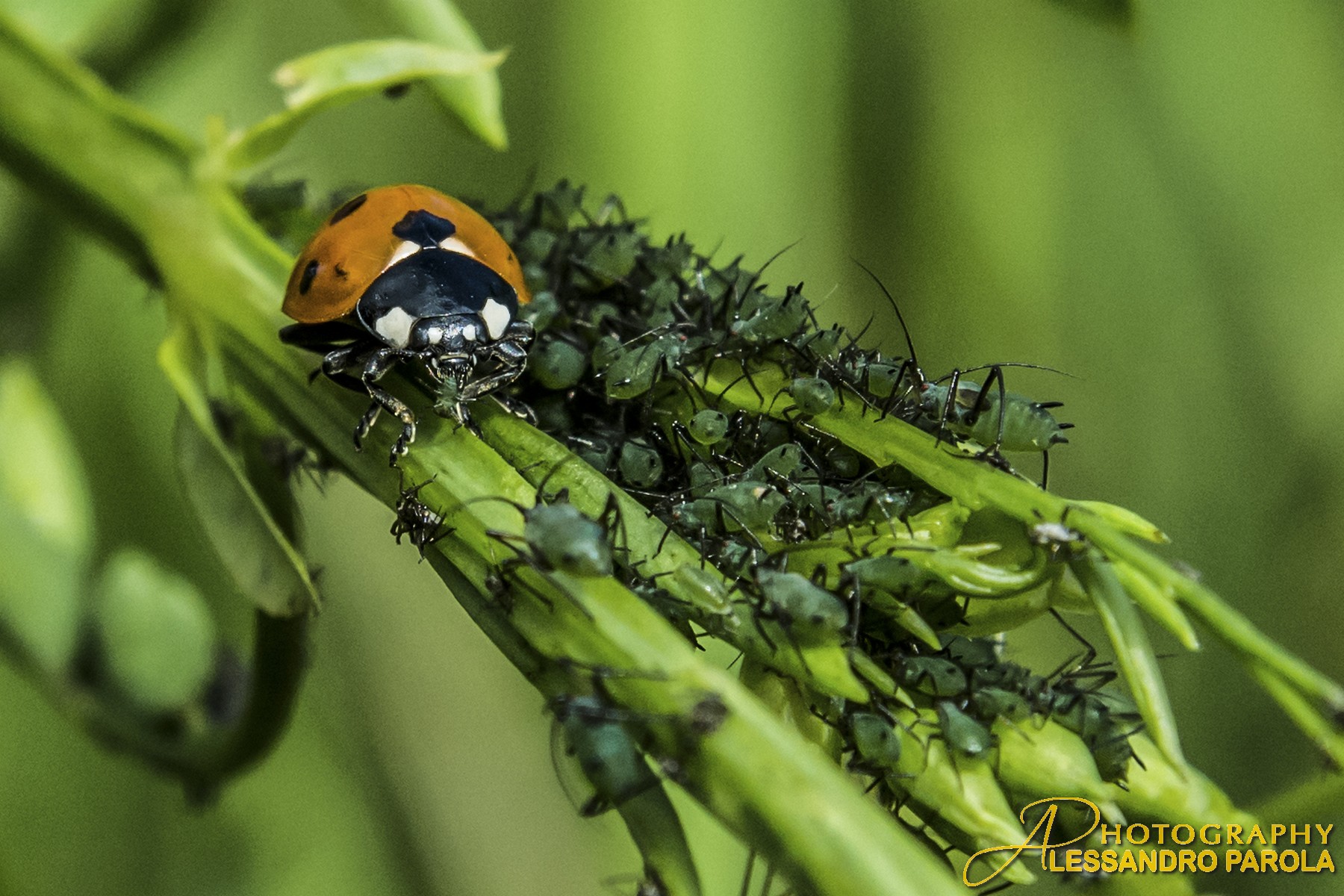 Bellyful of a Ladybug