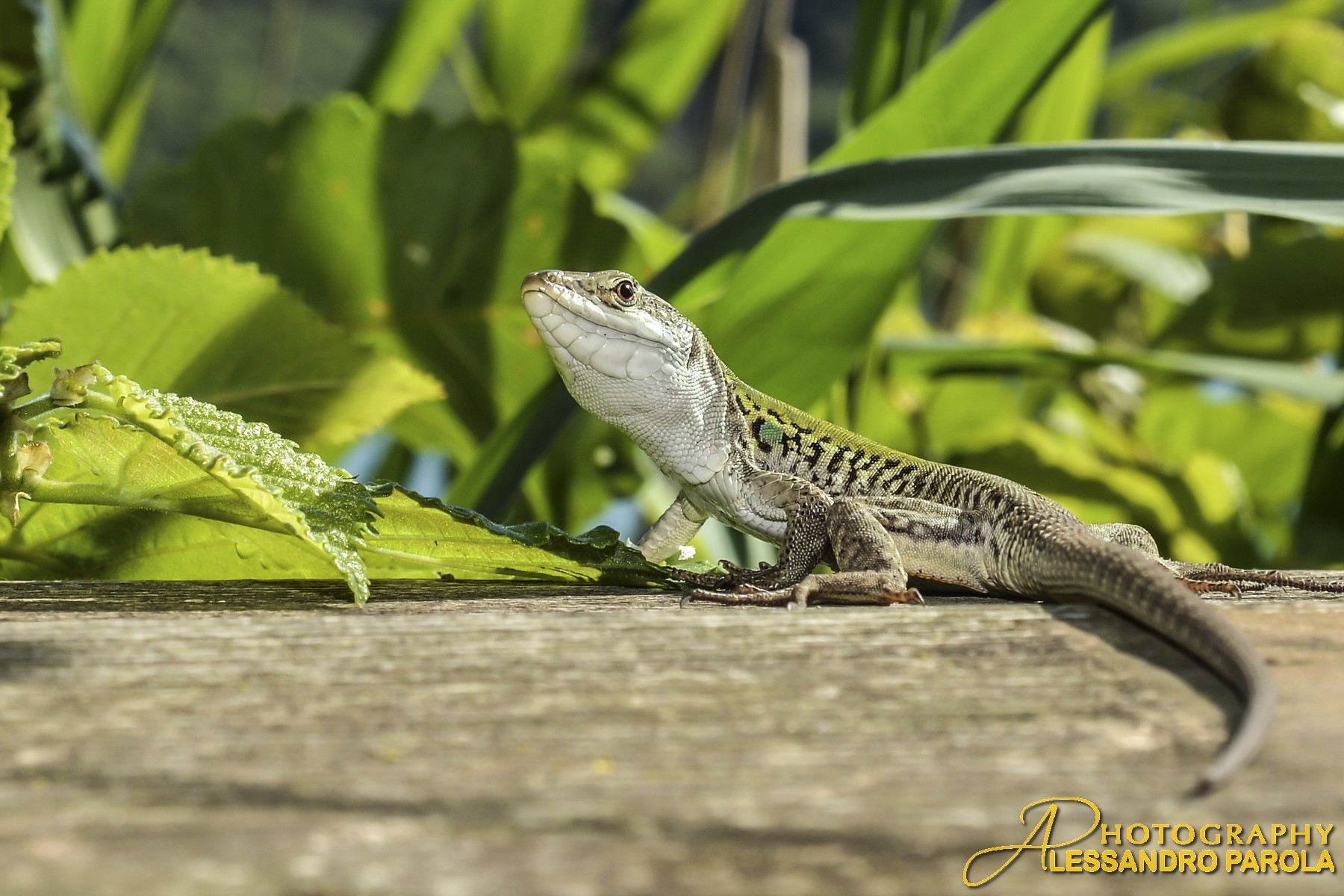 Let me know if you need anything