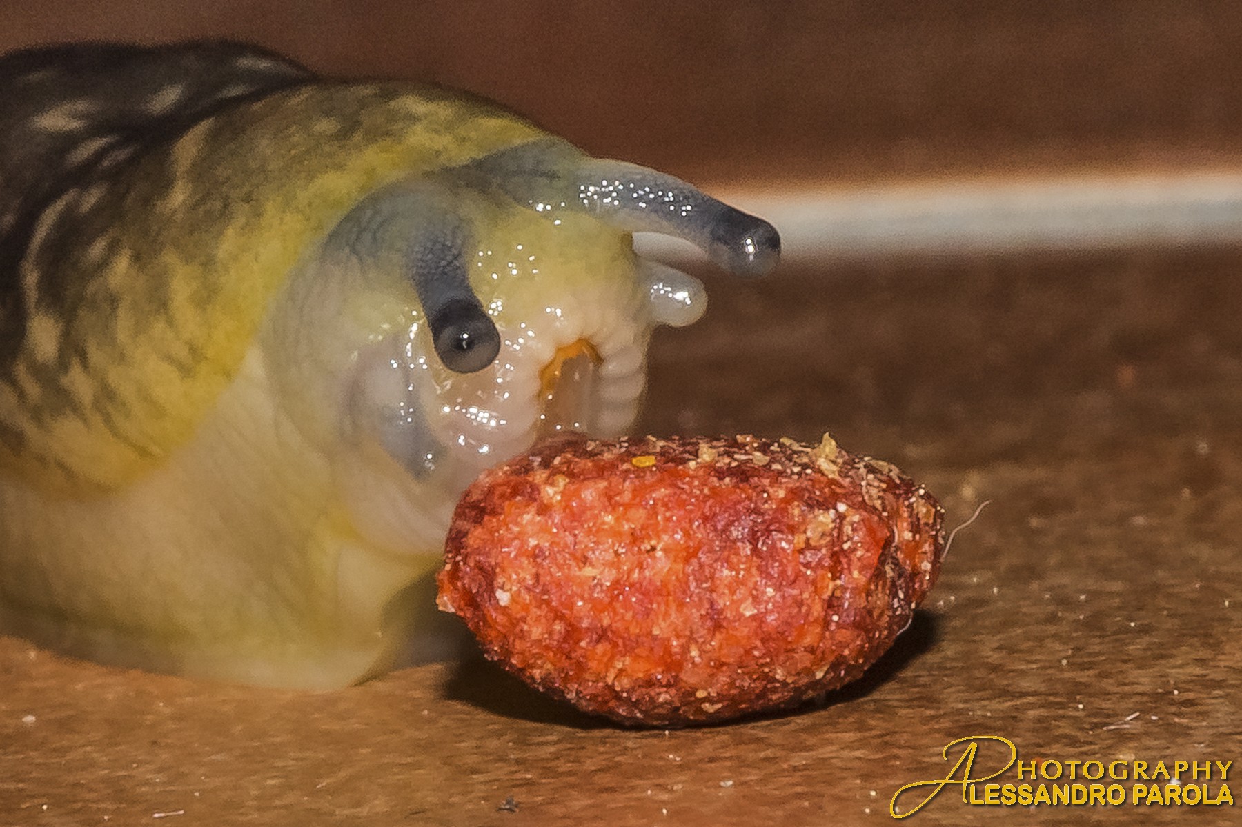 anche le lumache amano i croccantini per i gatti