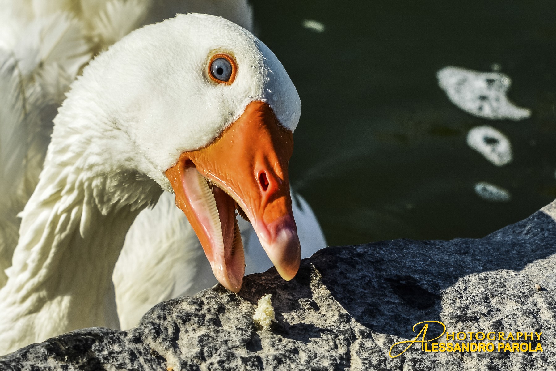 dammi questa mollica