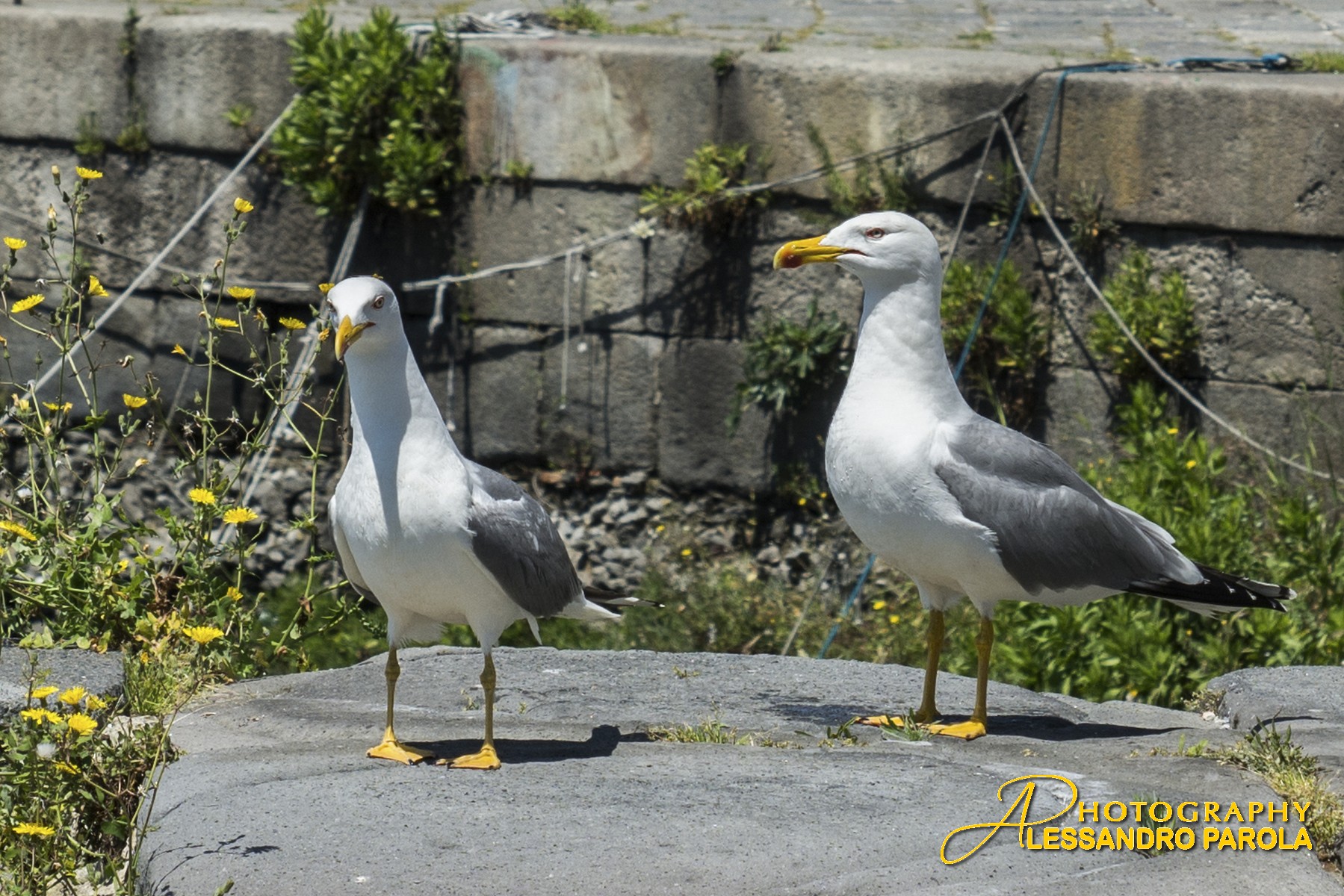 scusa posso conoscerti?