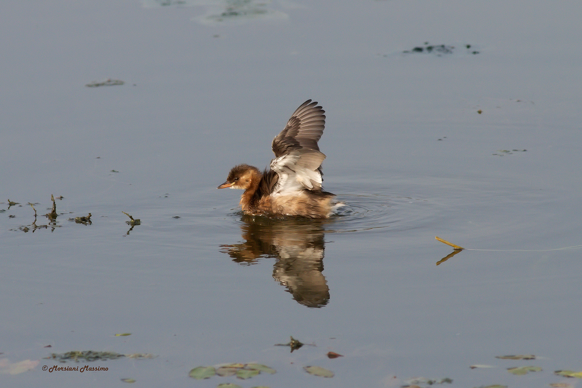 Tuffetto (Tachybaptus ruficollis)