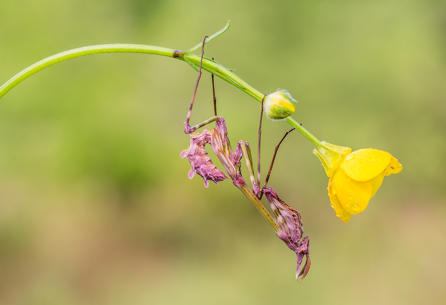 Empusa pennata