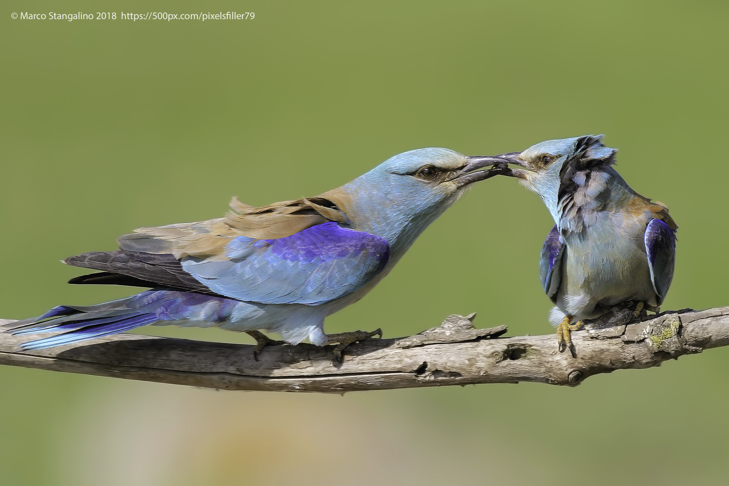 Food Feeling in Love