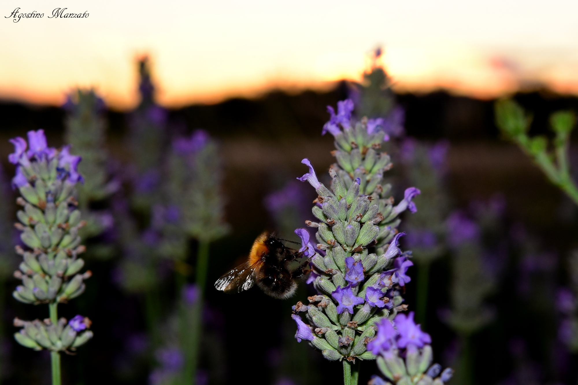 Il bombo della lavanda
