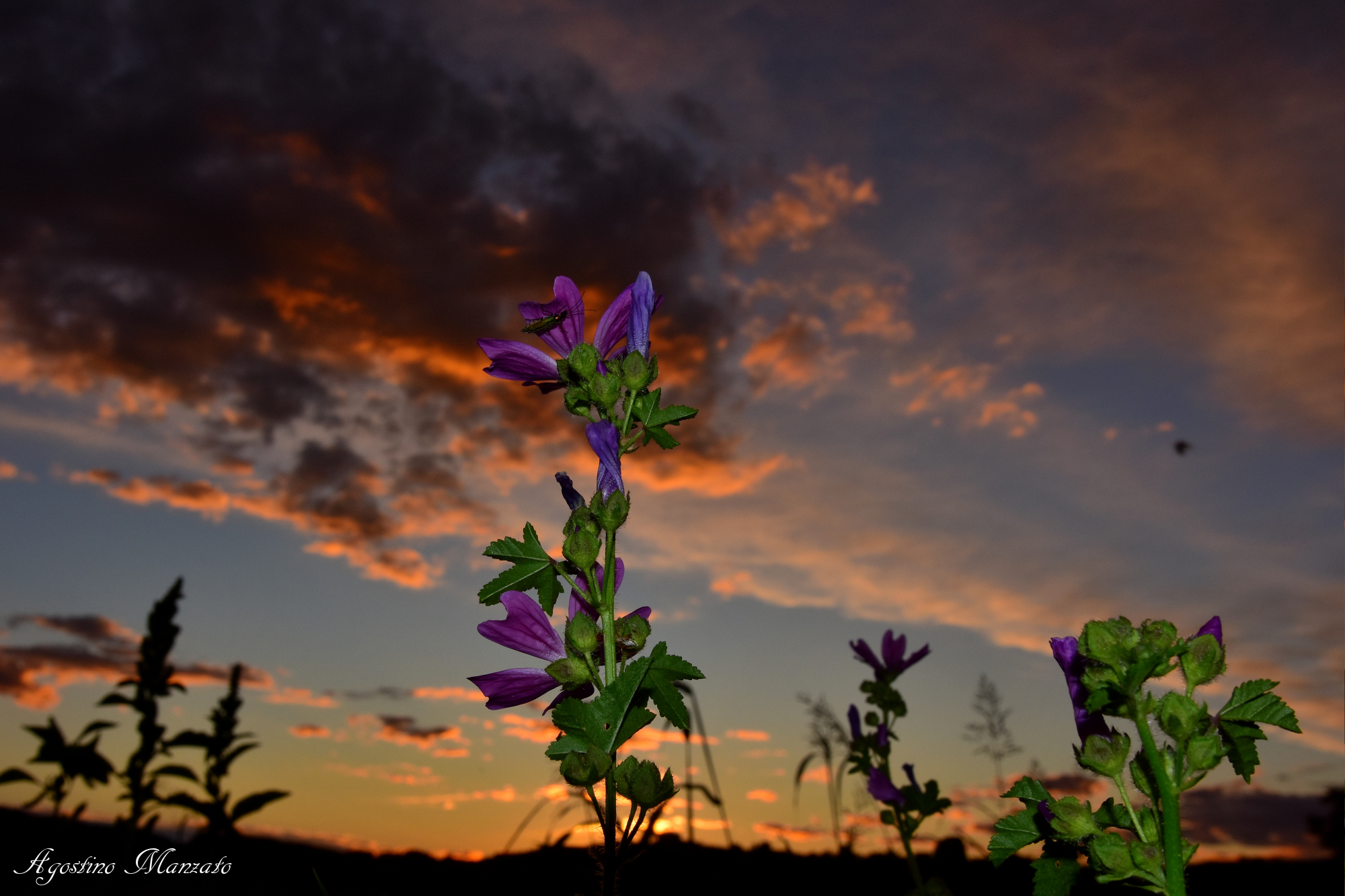 Che bello dormire sotto i fiori