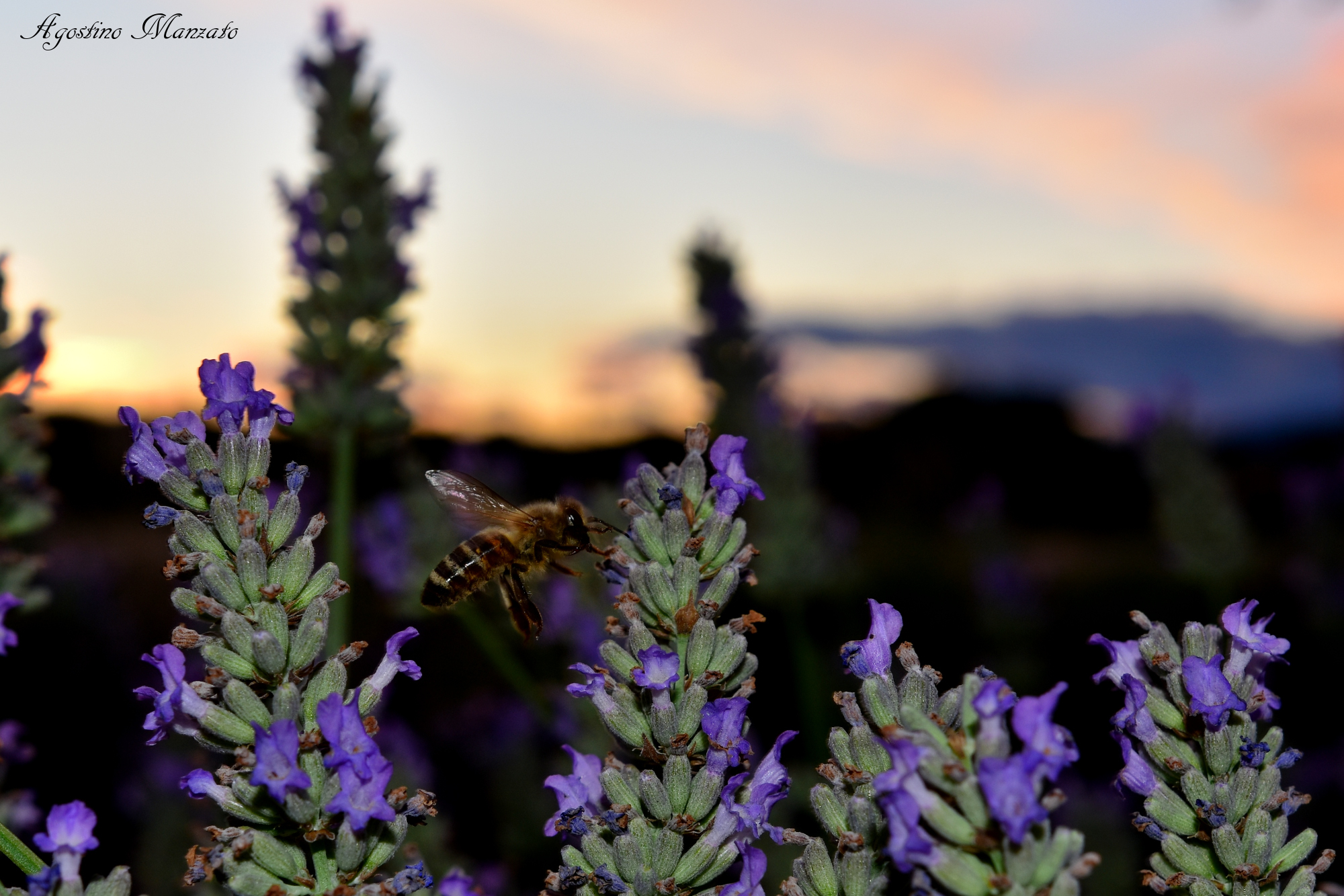 The Bee and the lavender