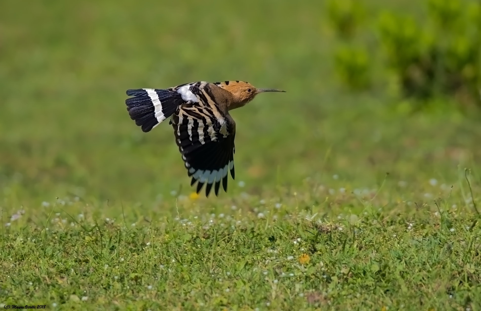 Hoopoe in Flight 2