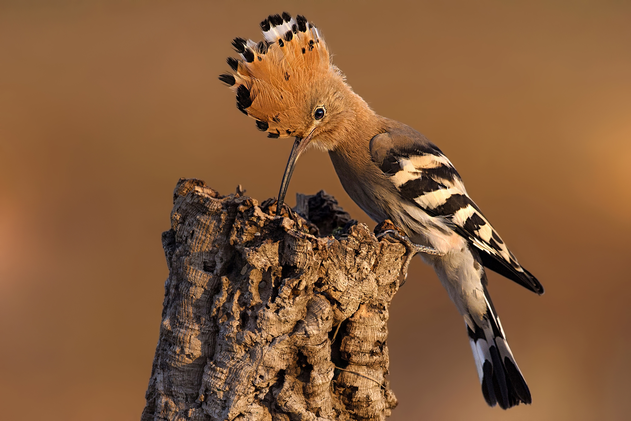 Hoopoe