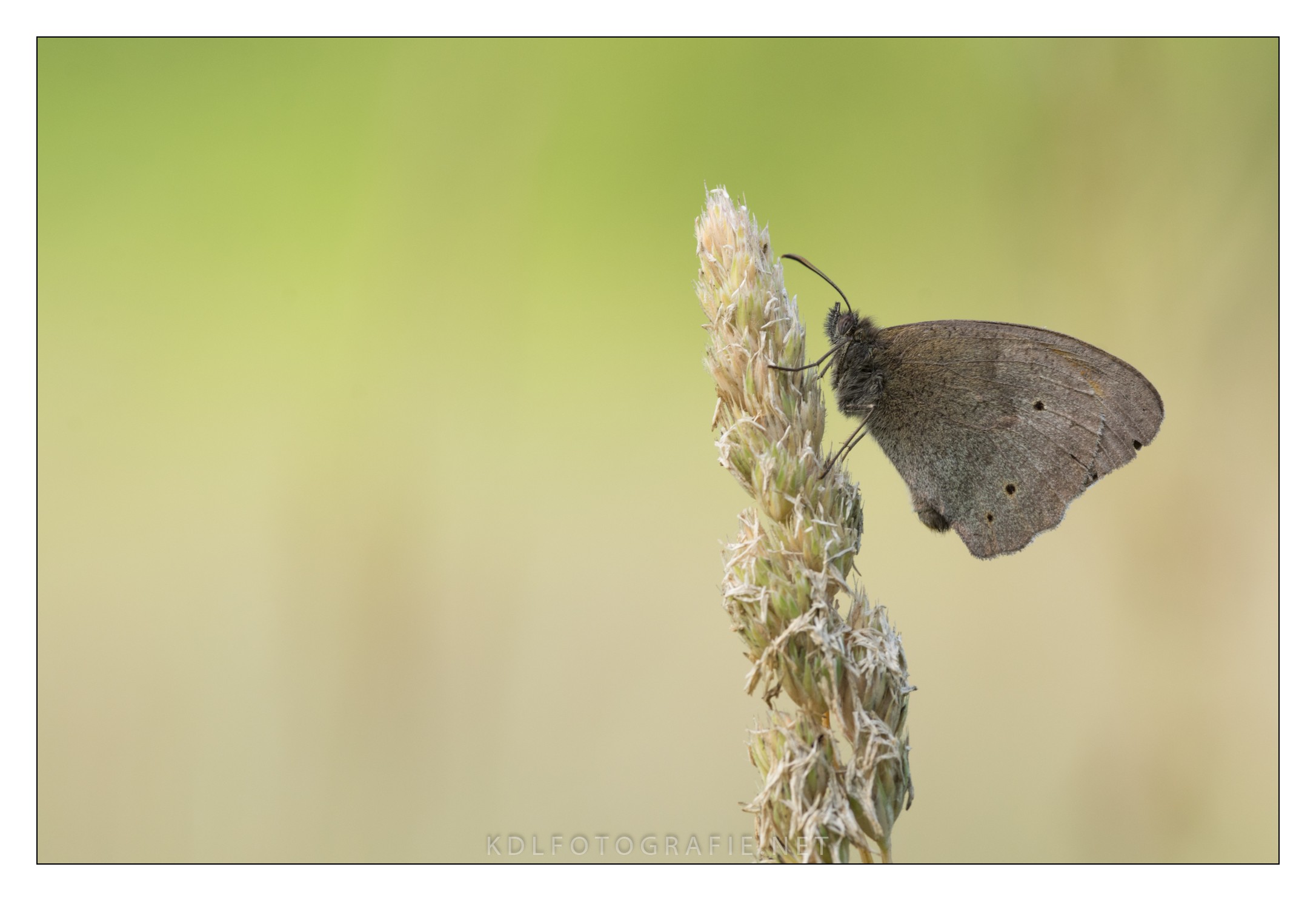 Prato marrone (Maniola jurtina)